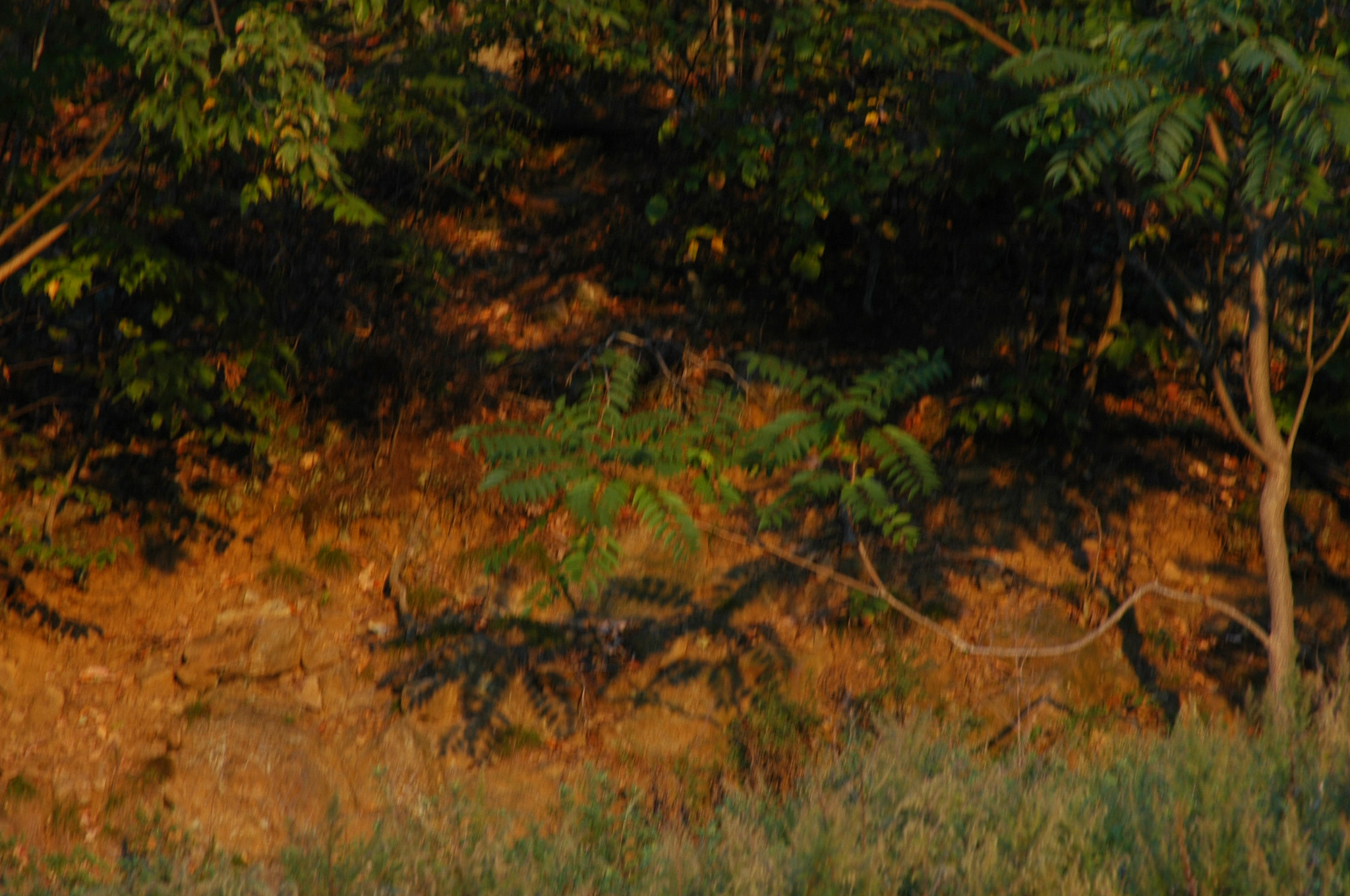 AF Zoom-Nikkor 24-120mm f/3.5-5.6D IF sample photo. Shadows photography