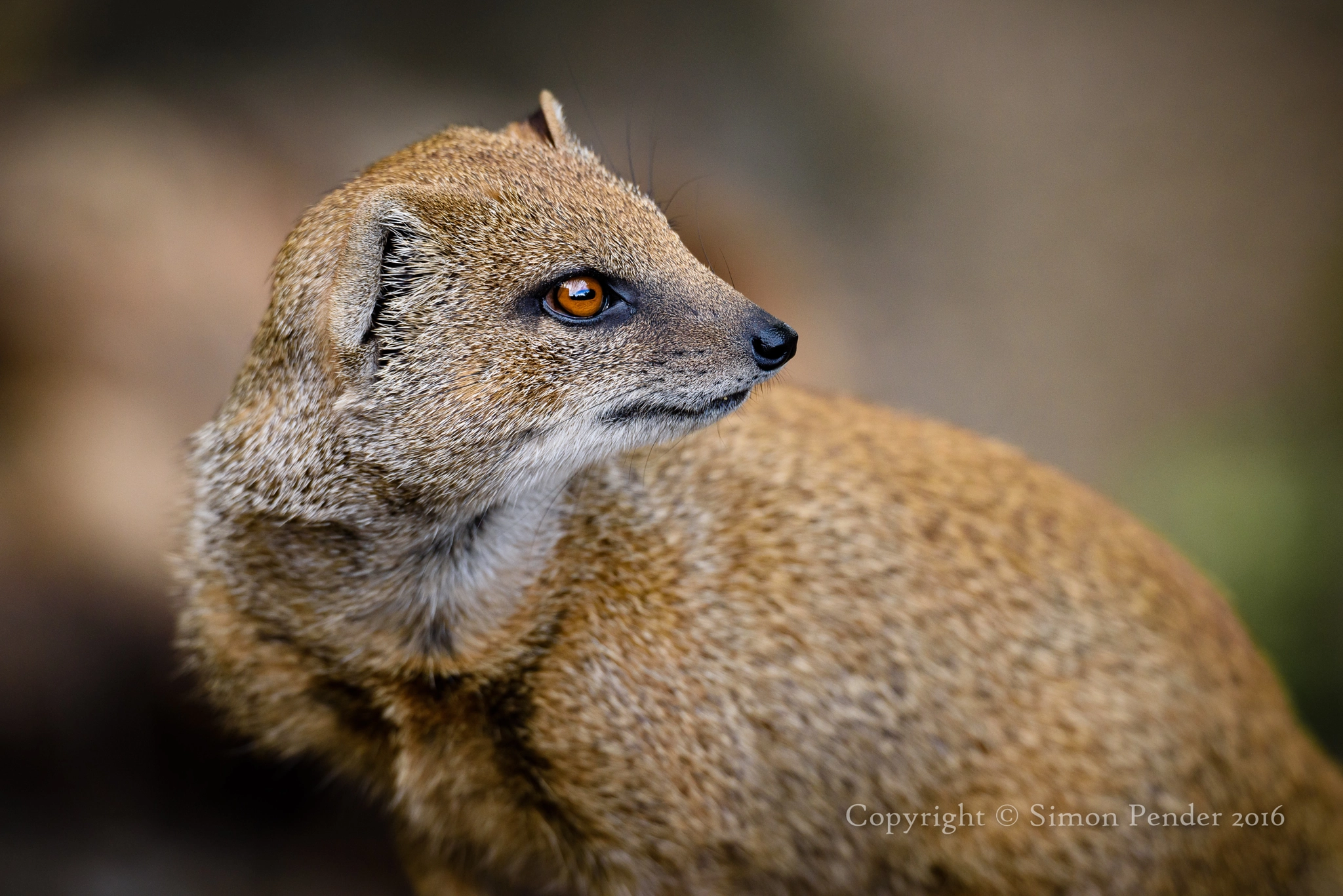 Nikon D810 + Sigma 50-500mm F4.5-6.3 DG OS HSM sample photo. Yellow mongoose 2 photography