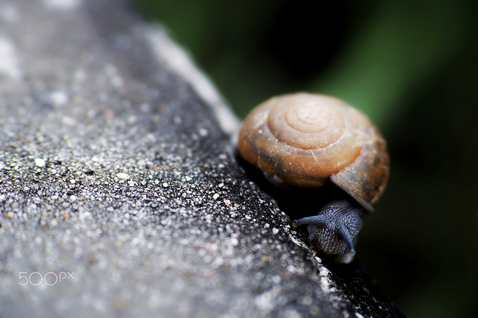 Sigma 50mm F2.8 EX DG Macro sample photo