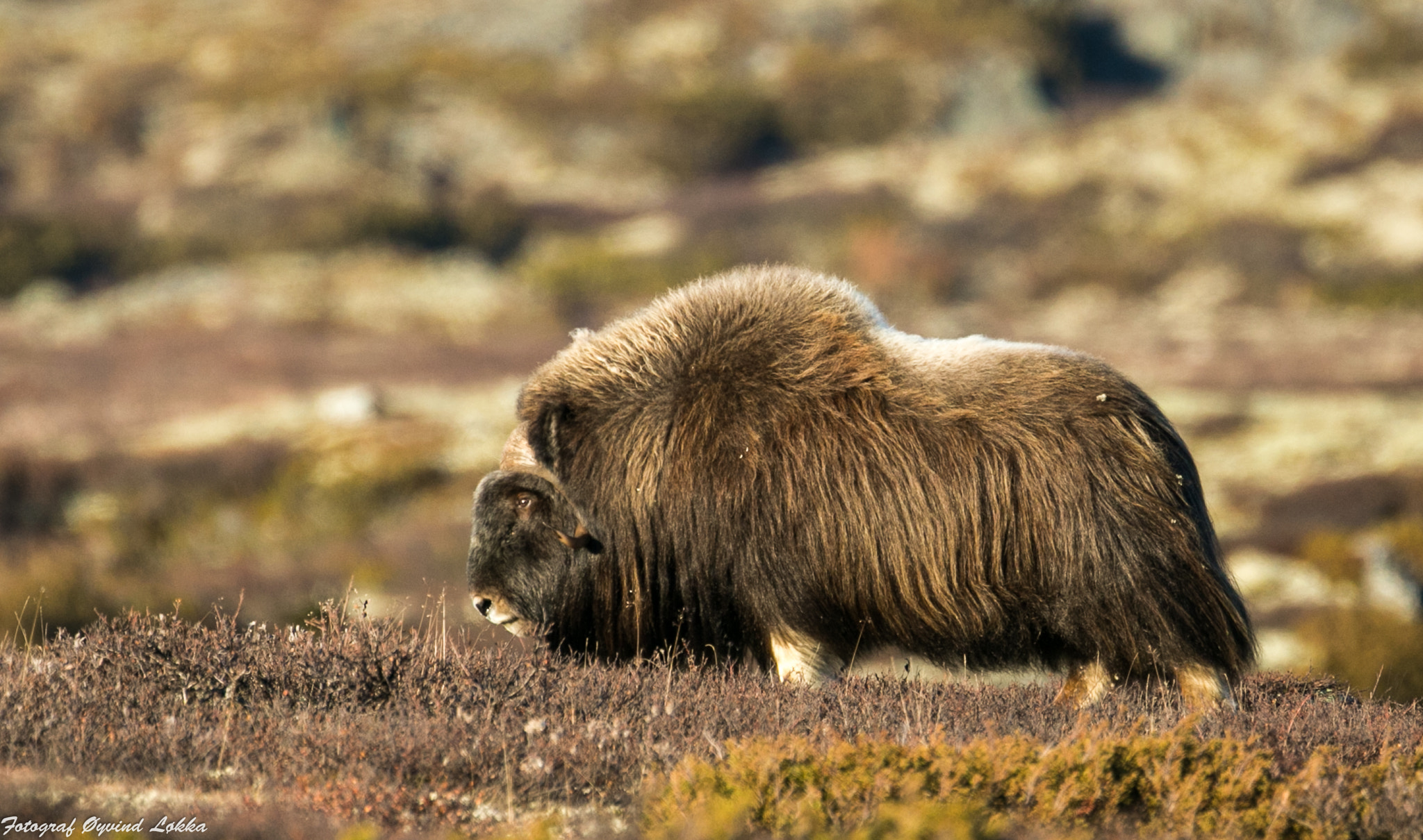 Canon EF 500mm F4L IS USM sample photo. Muskox photography