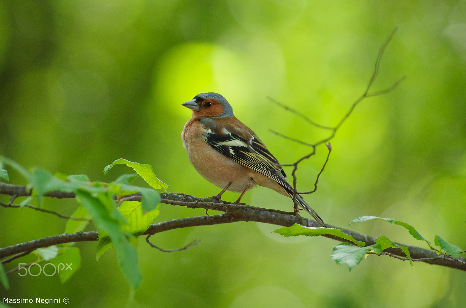 Pentax K-5 IIs + Pentax smc DA* 300mm F4.0 ED (IF) SDM sample photo. Fringilla coelebs ♂ photography