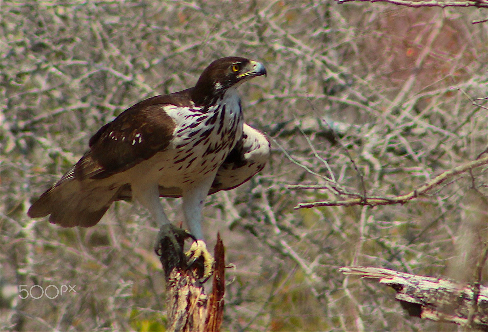 Canon EOS 100D (EOS Rebel SL1 / EOS Kiss X7) + EF75-300mm f/4-5.6 sample photo. Red-tailed hawk photography