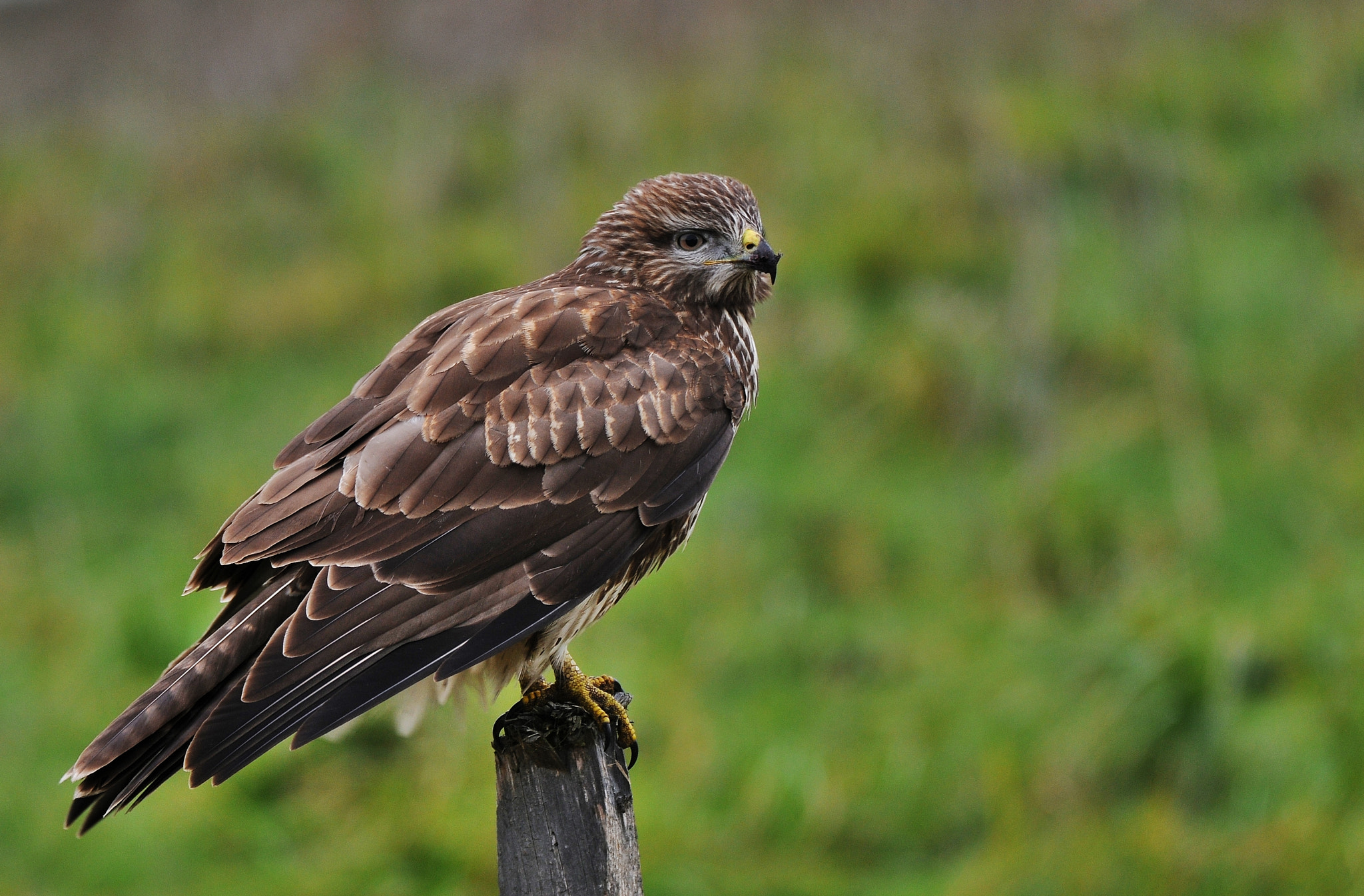 Nikon D300 sample photo. Suopis buteo buteo common buzzard mäusebussard photography