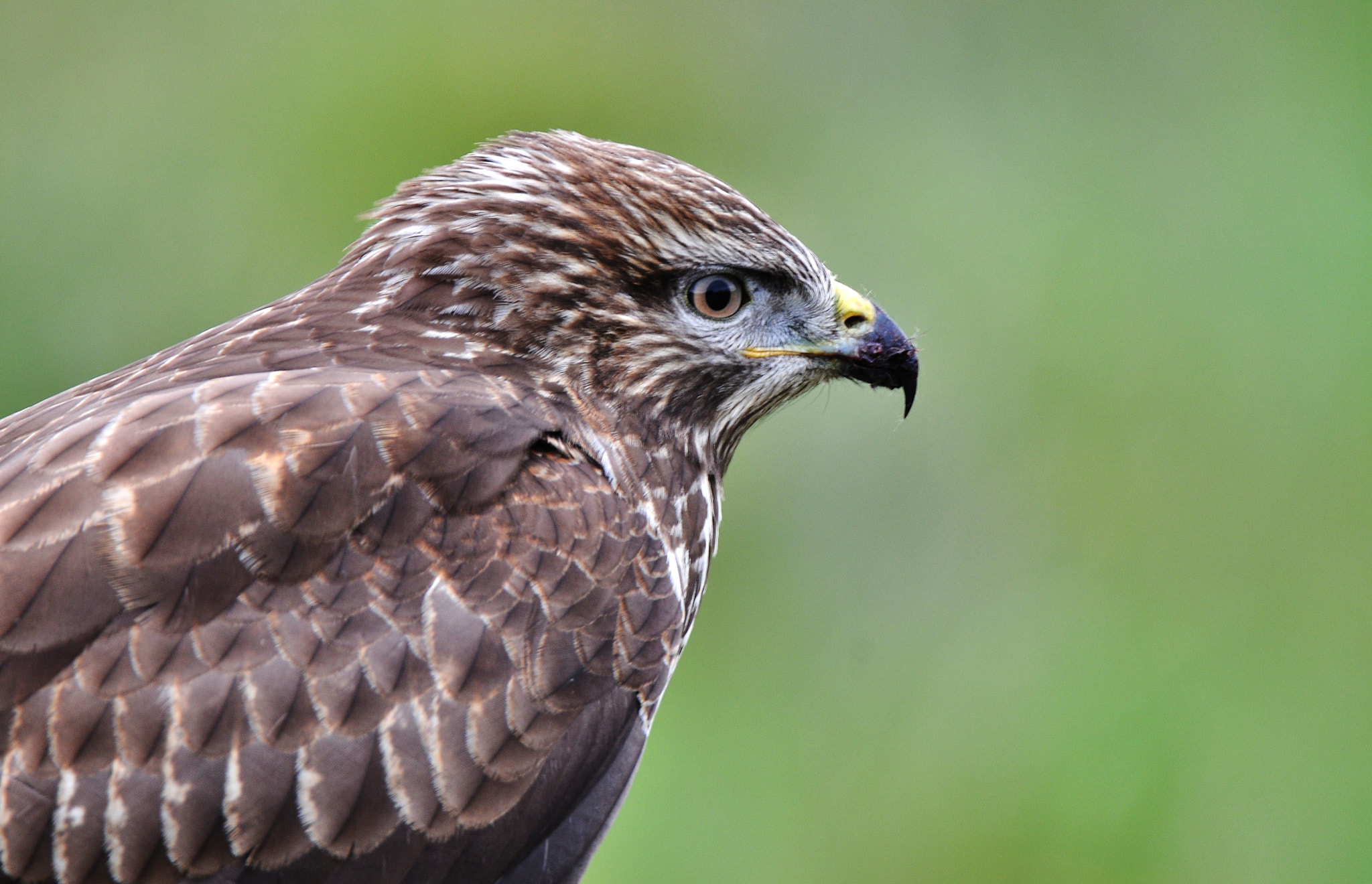 Nikon D300 sample photo. Suopis buteo buteo common buzzard mäusebussard photography