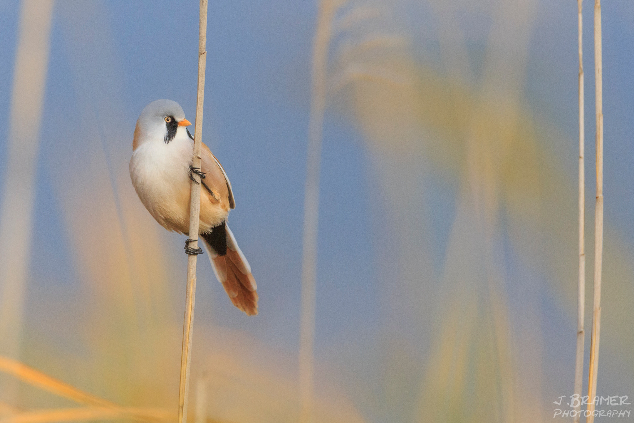 Canon EOS 6D + Canon EF 600mm F4L IS USM sample photo. Bartmeise photography