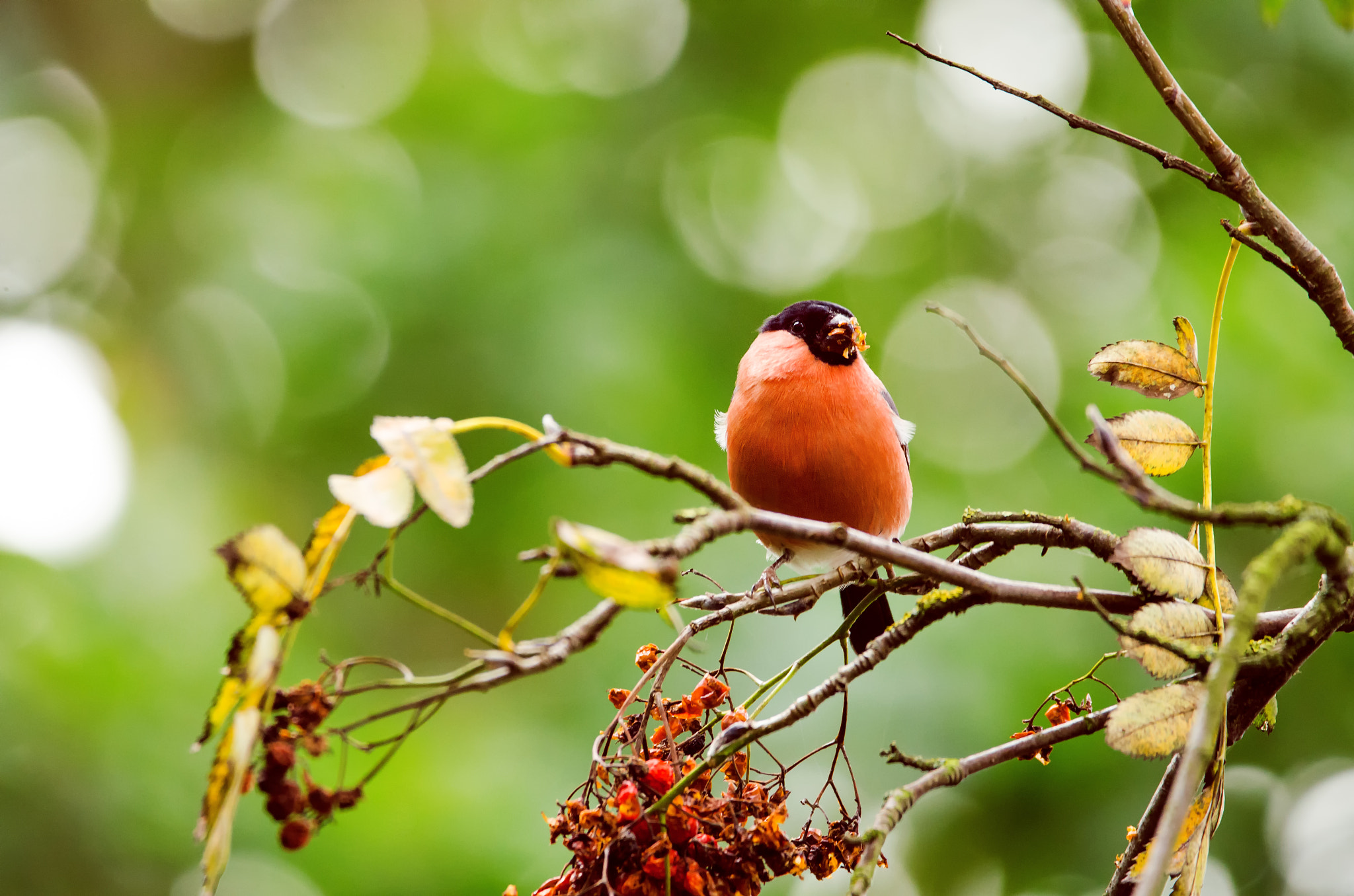 Sigma 150-600mm F5-6.3 DG OS HSM | C sample photo. Gimpel photography
