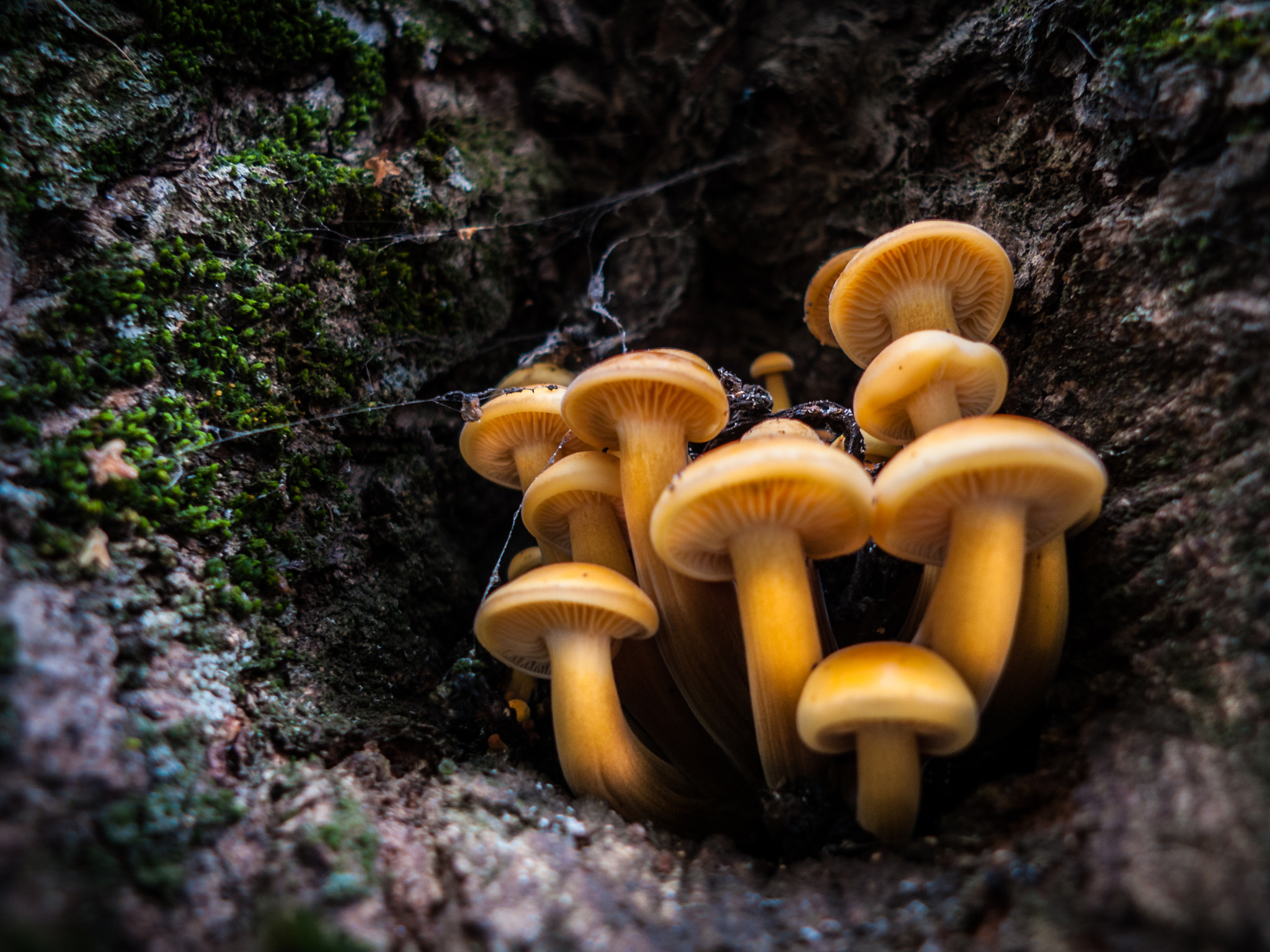 Leica D-LUX 4 sample photo. Mushrooms in a hollow photography