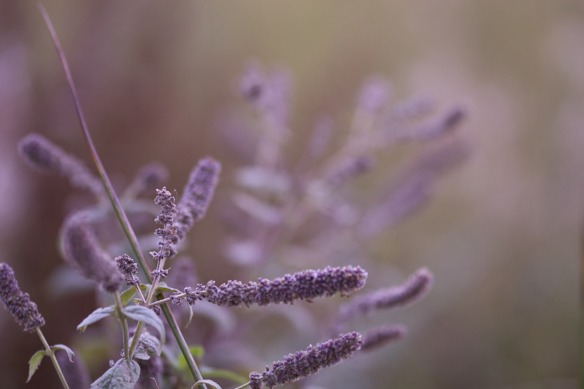 Sigma 105mm F2.8 EX DG OS HSM sample photo. Lavender photography