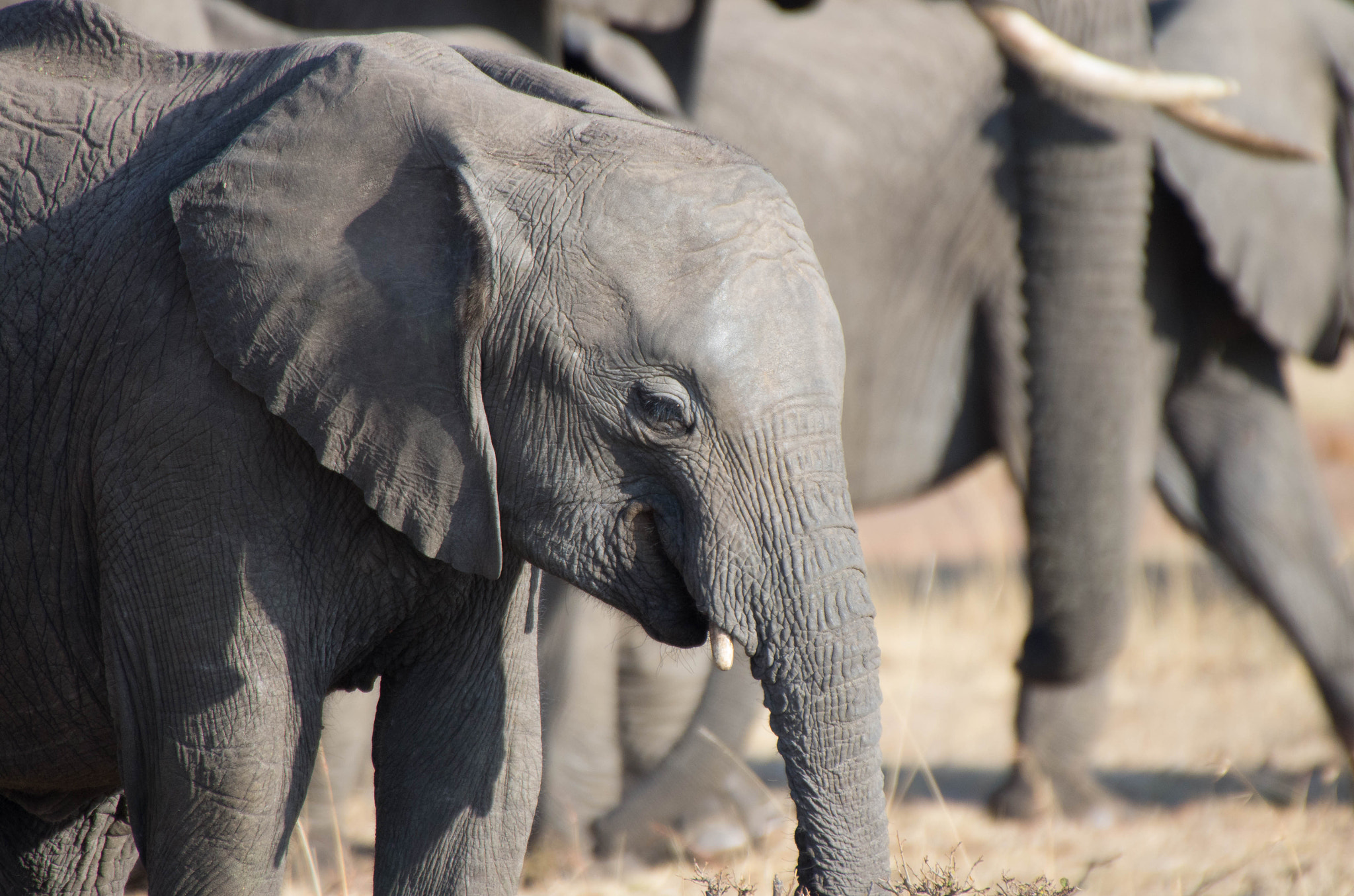 Pentax K-5 IIs + Sigma 50-500mm F4.5-6.3 DG OS HSM sample photo. Baby elephant photography