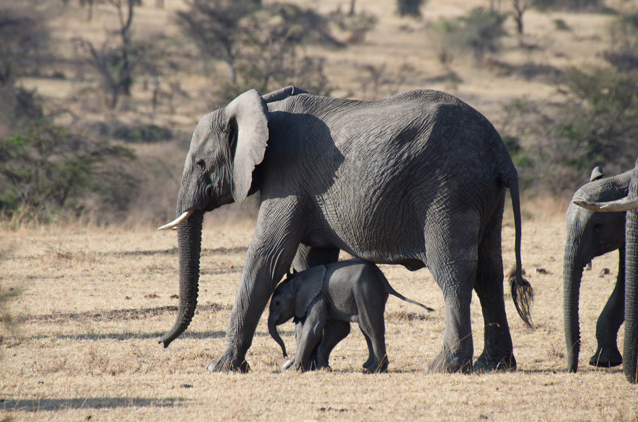 Sigma 50-500mm F4.5-6.3 DG OS HSM sample photo. Mom and baby elephant photography