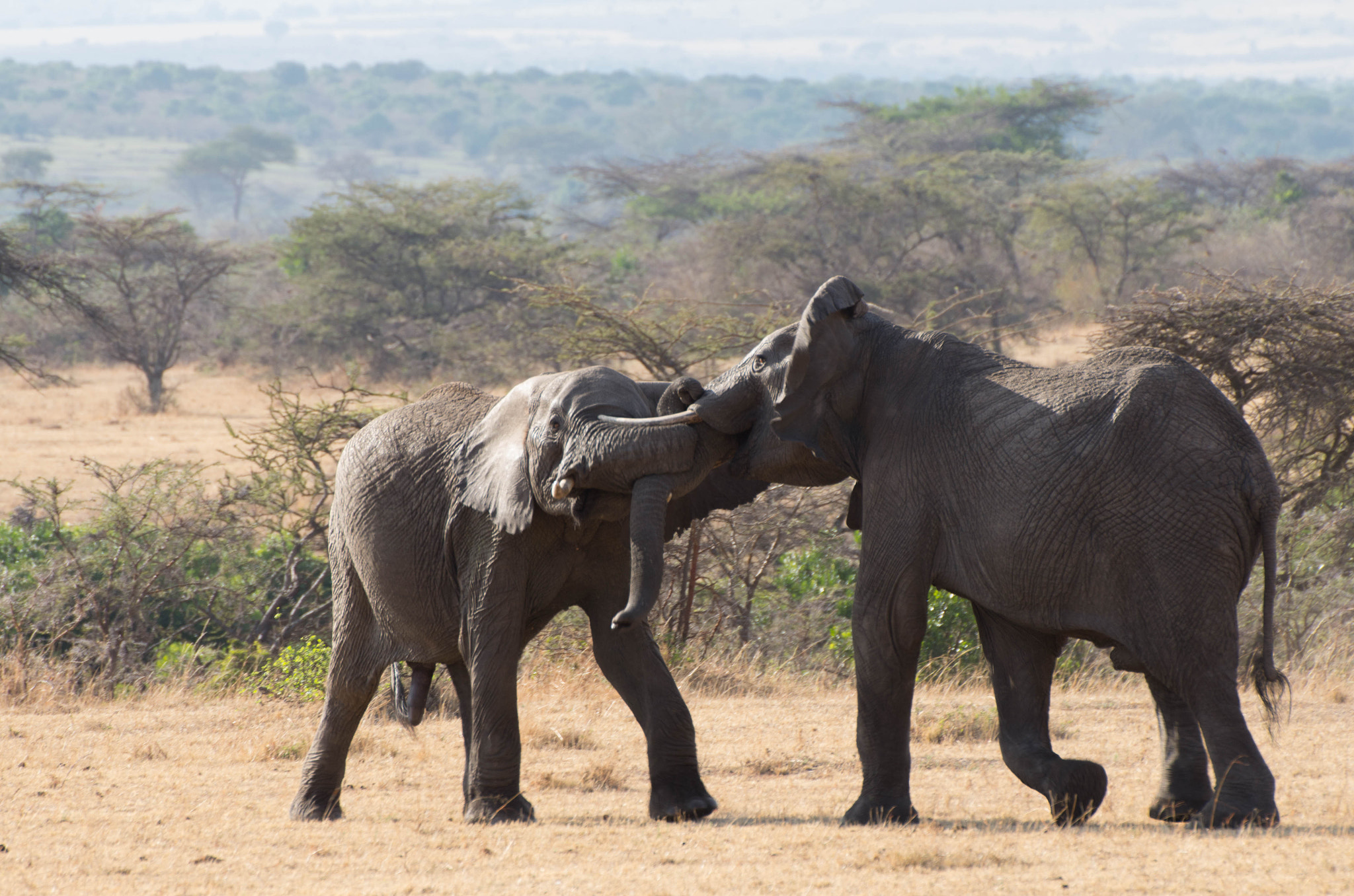 Pentax K-5 IIs sample photo. Elephants fight photography