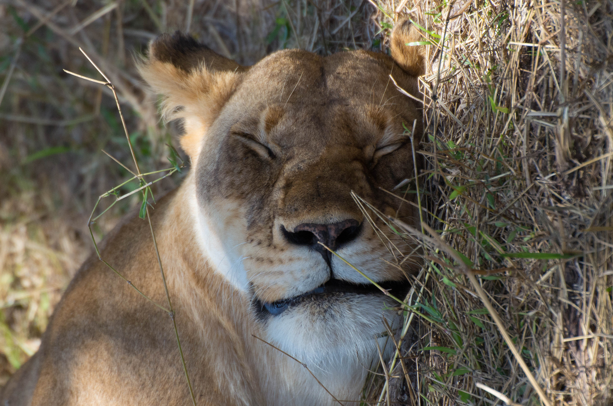 Pentax K-5 IIs + Sigma 50-500mm F4.5-6.3 DG OS HSM sample photo. Lion nap photography