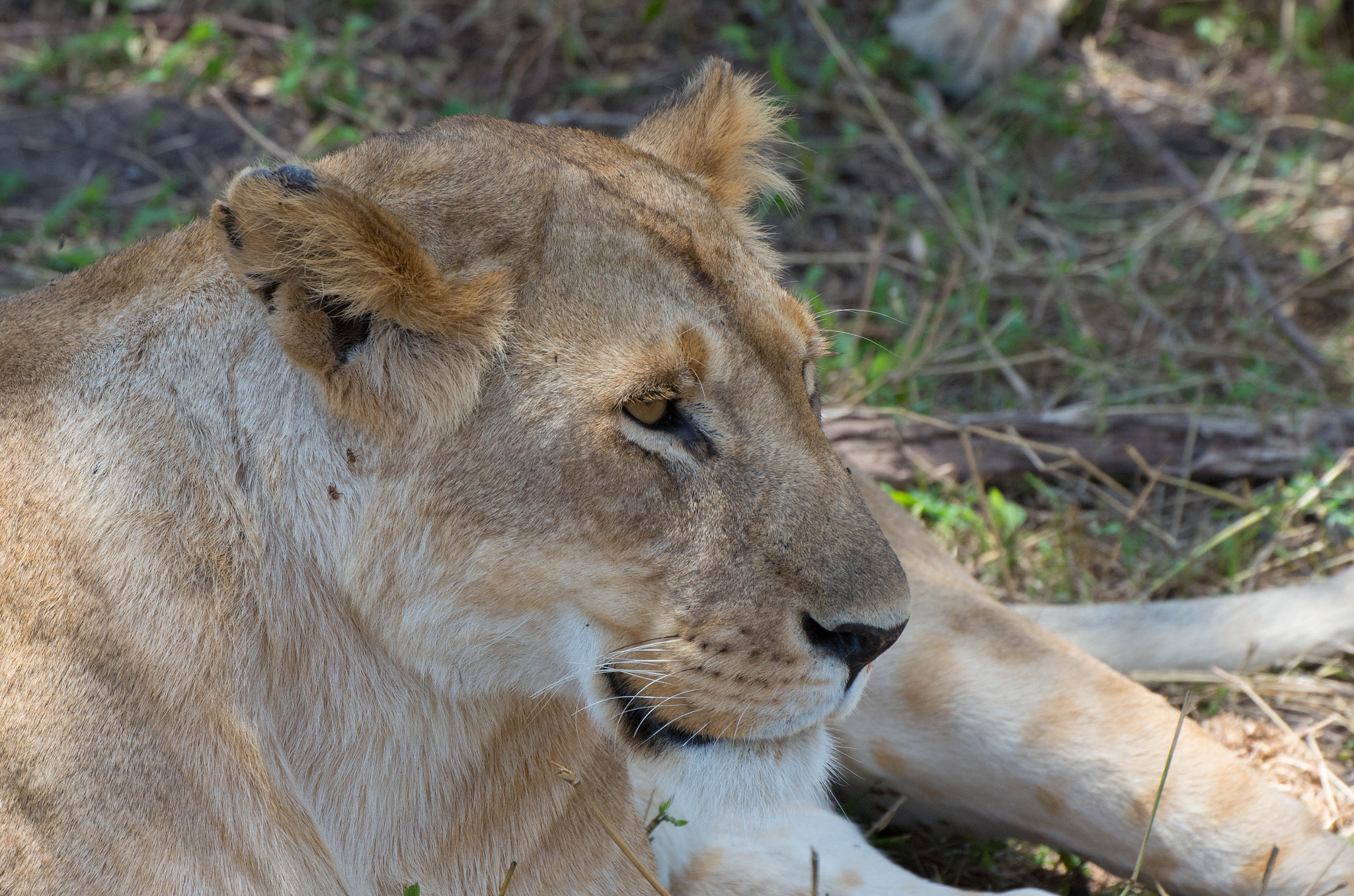 Sigma 50-500mm F4.5-6.3 DG OS HSM sample photo. Female lion photography