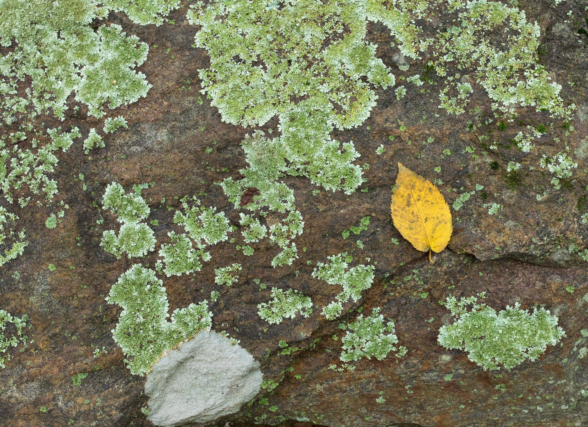 Pentax K-3 sample photo. Leaf and lichen photography