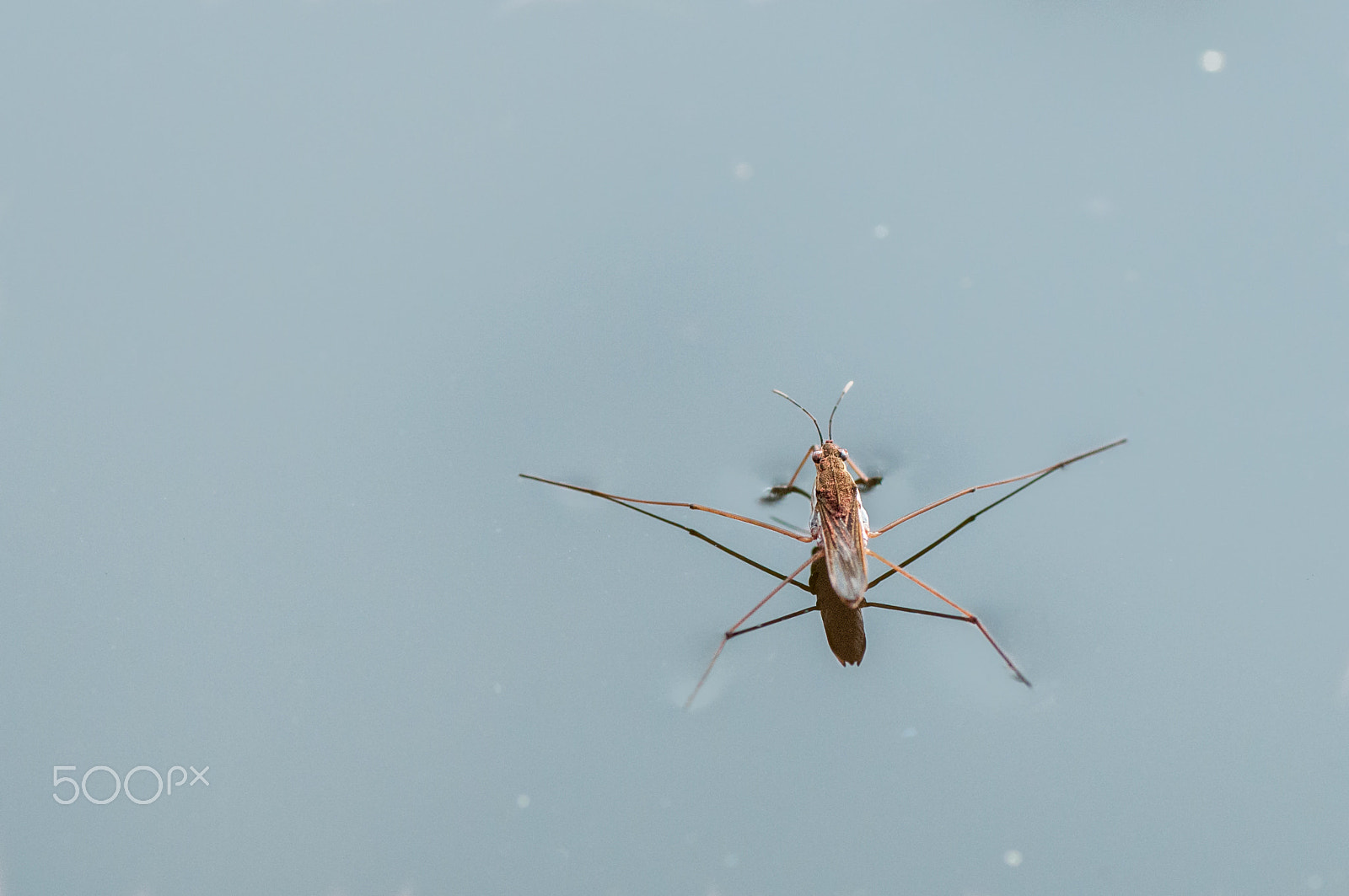 Nikon D300 sample photo. Gerris lacustris photography