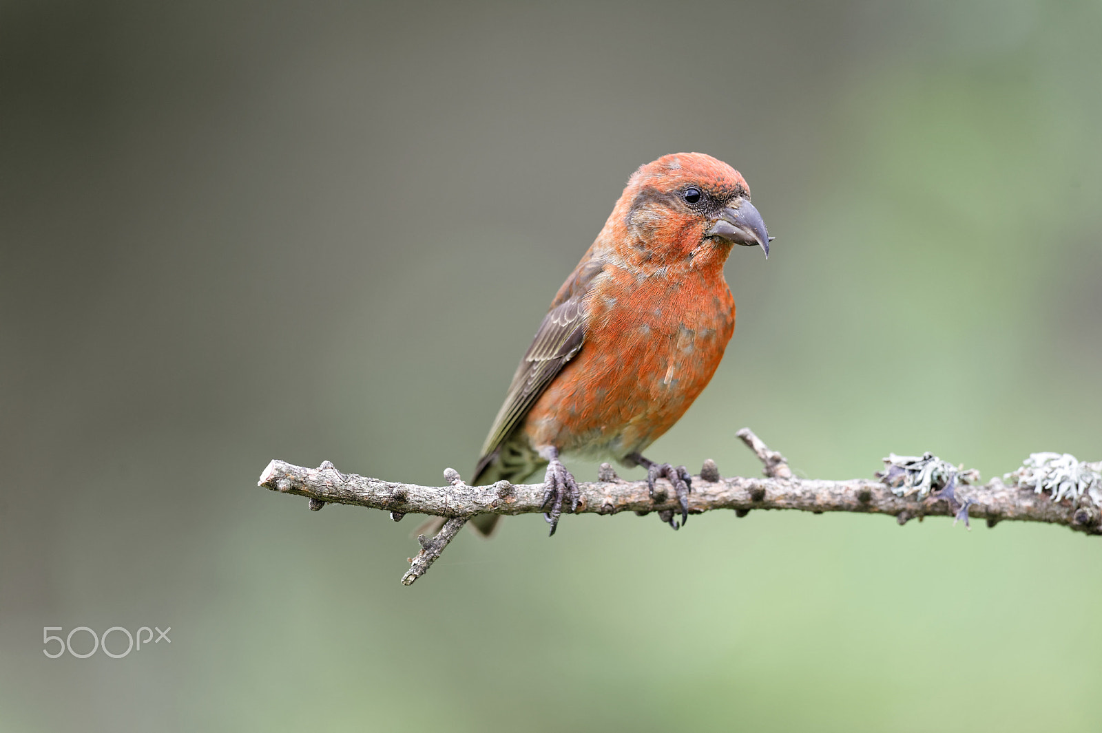 Nikon D4 + Nikon AF-S Nikkor 600mm F4G ED VR sample photo. Crociere - crossbill ( loxia curvirostra) photography