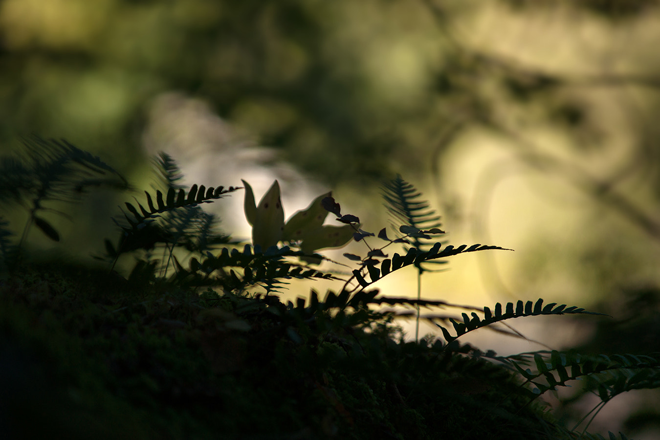 Sony Alpha DSLR-A900 + Minolta/Sony AF 70-200mm F2.8 G sample photo. Autumn, ferns in backlight photography