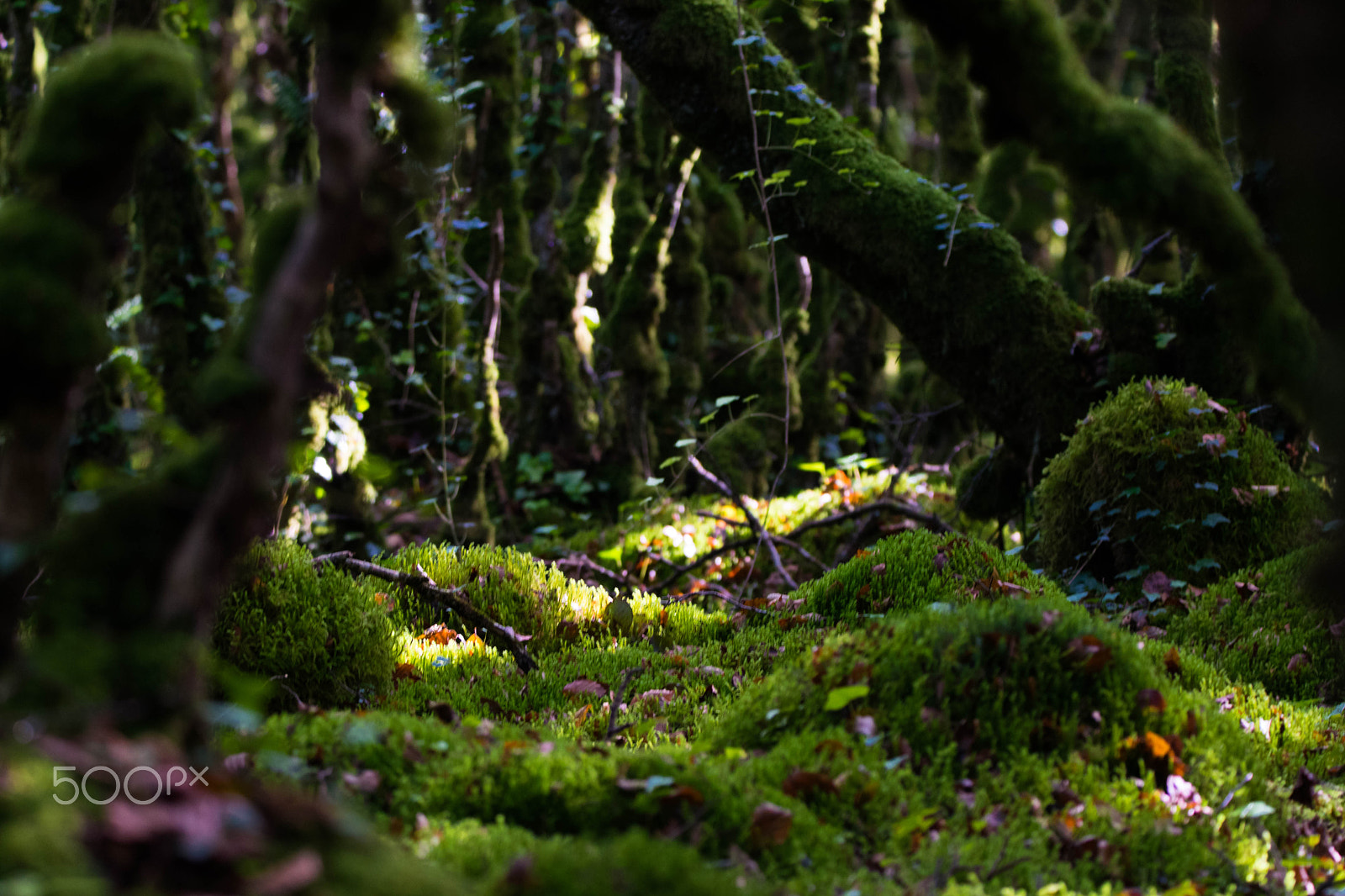 Sigma 150-600mm F5-6.3 DG OS HSM | C sample photo. Bois du duc photography