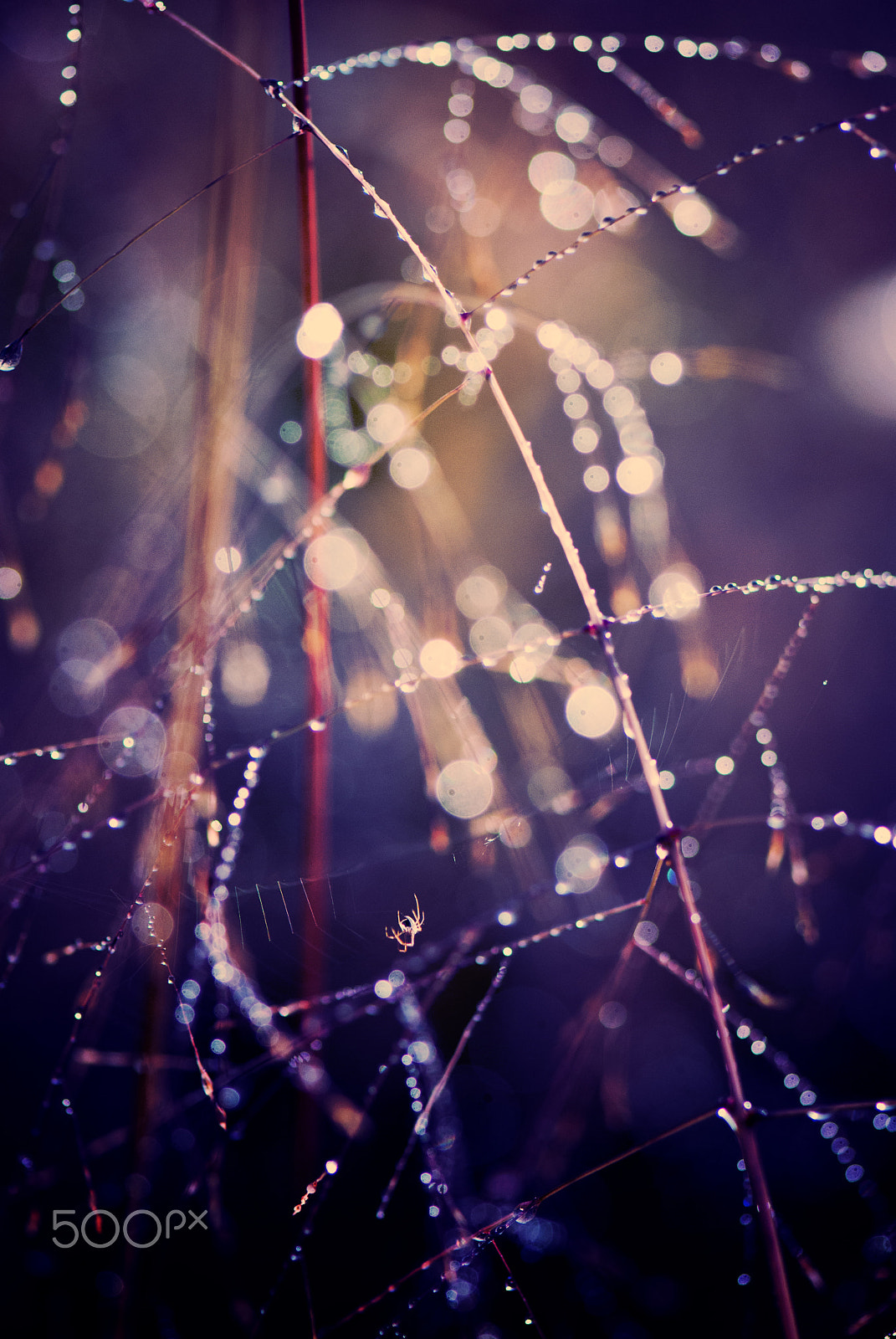 Nikon AF-S Micro-Nikkor 105mm F2.8G IF-ED VR sample photo. La tisseuse photography