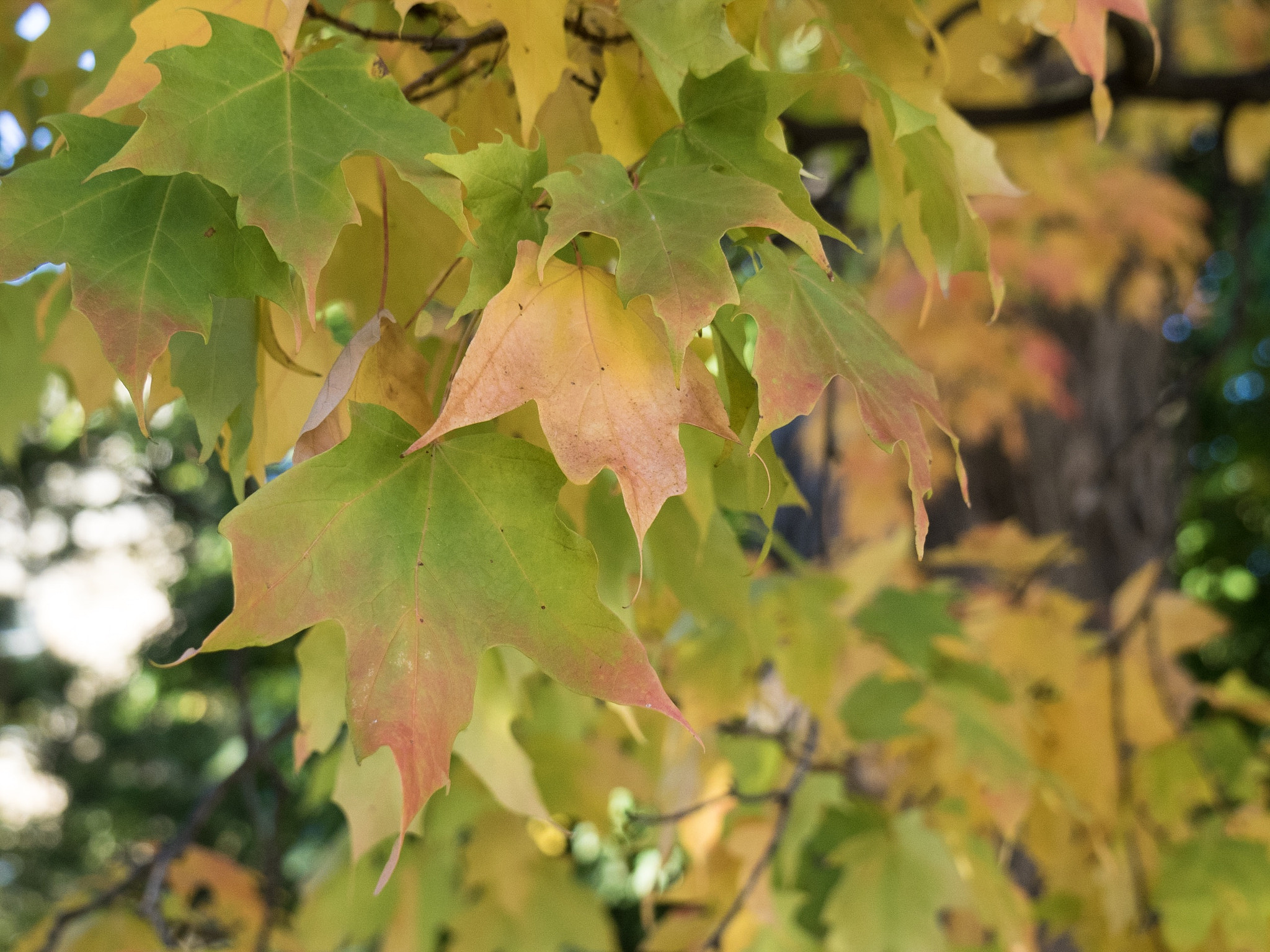OLYMPUS M.14-150mm F4.0-5.6 II sample photo. Turning colour photography
