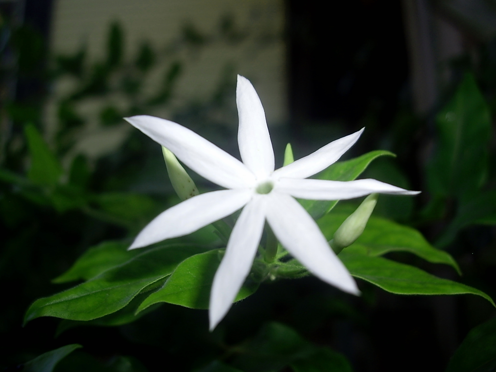 Pentax OPTIO A10 sample photo. White flower photography