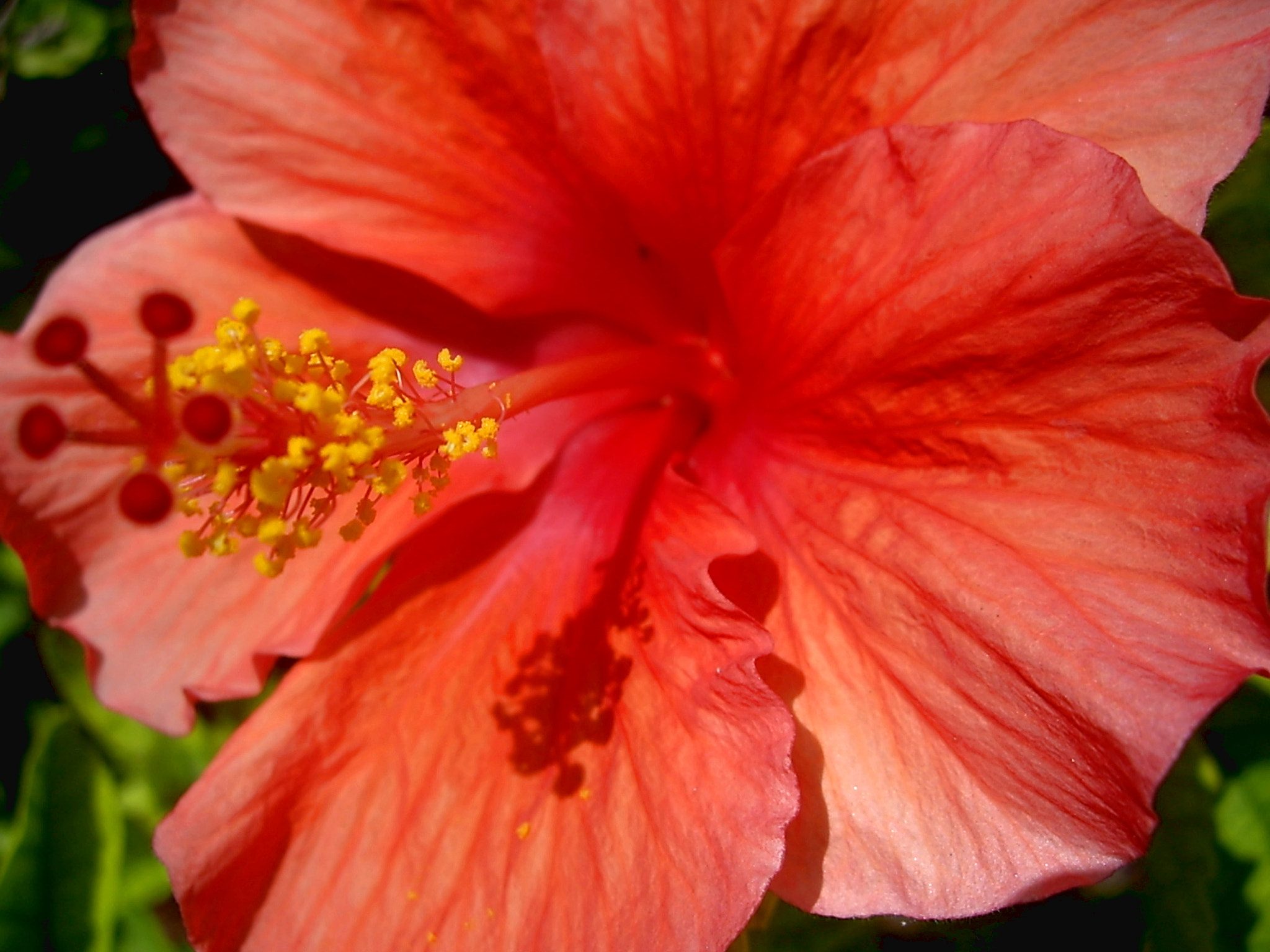Pentax OPTIO A10 sample photo. Hibiscus photography
