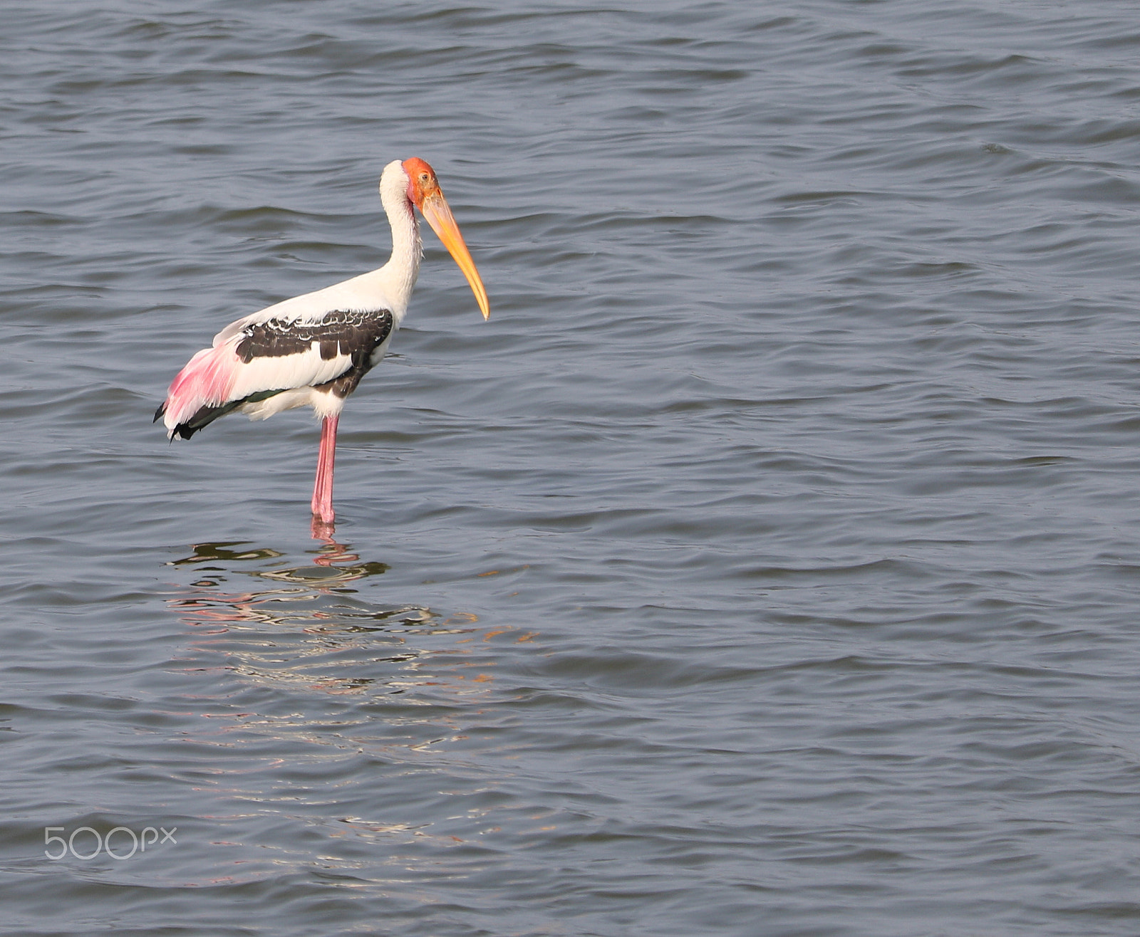 Canon EF-S 55-250mm F4-5.6 IS STM sample photo. Crane photography