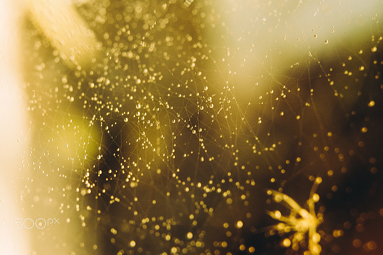 Canon EOS 6D + ZEISS Milvus 50mm F1.4 sample photo. Nature photography