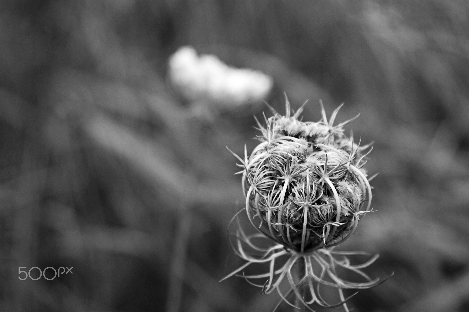 Canon EF 28-105mm f/3.5-4.5 USM sample photo. Curled photography