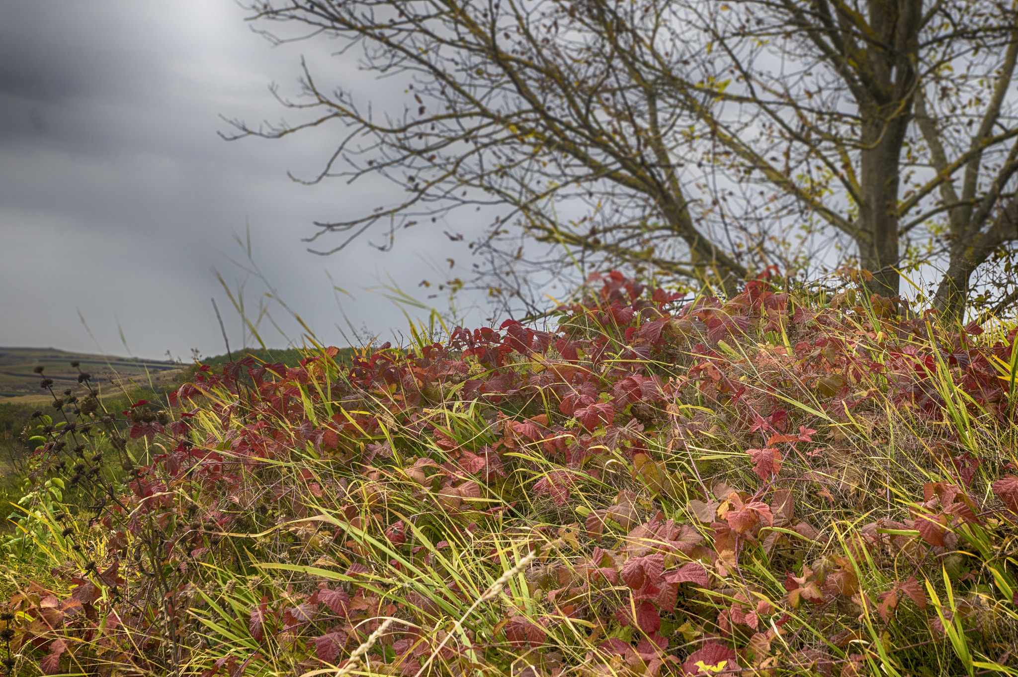 Sony SLT-A57 + Tamron SP 24-70mm F2.8 Di VC USD sample photo. Last breath of autumn photography