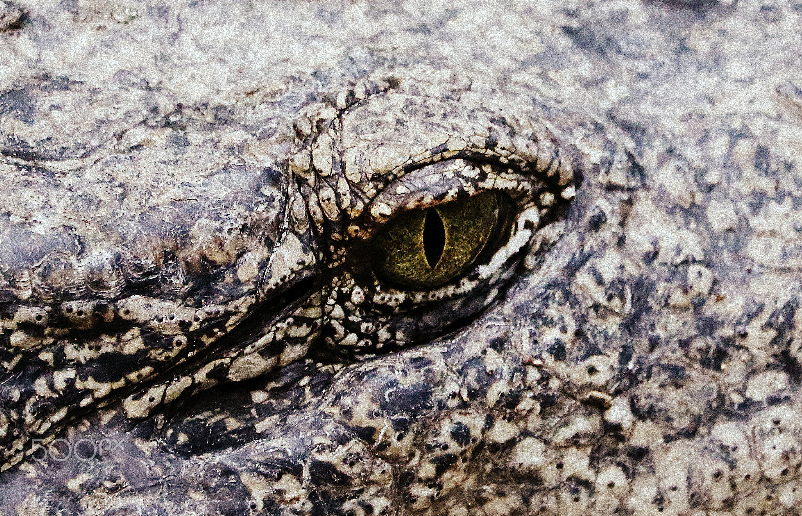 Canon EF-S 55-250mm F4-5.6 IS STM sample photo. Croco eyes photography