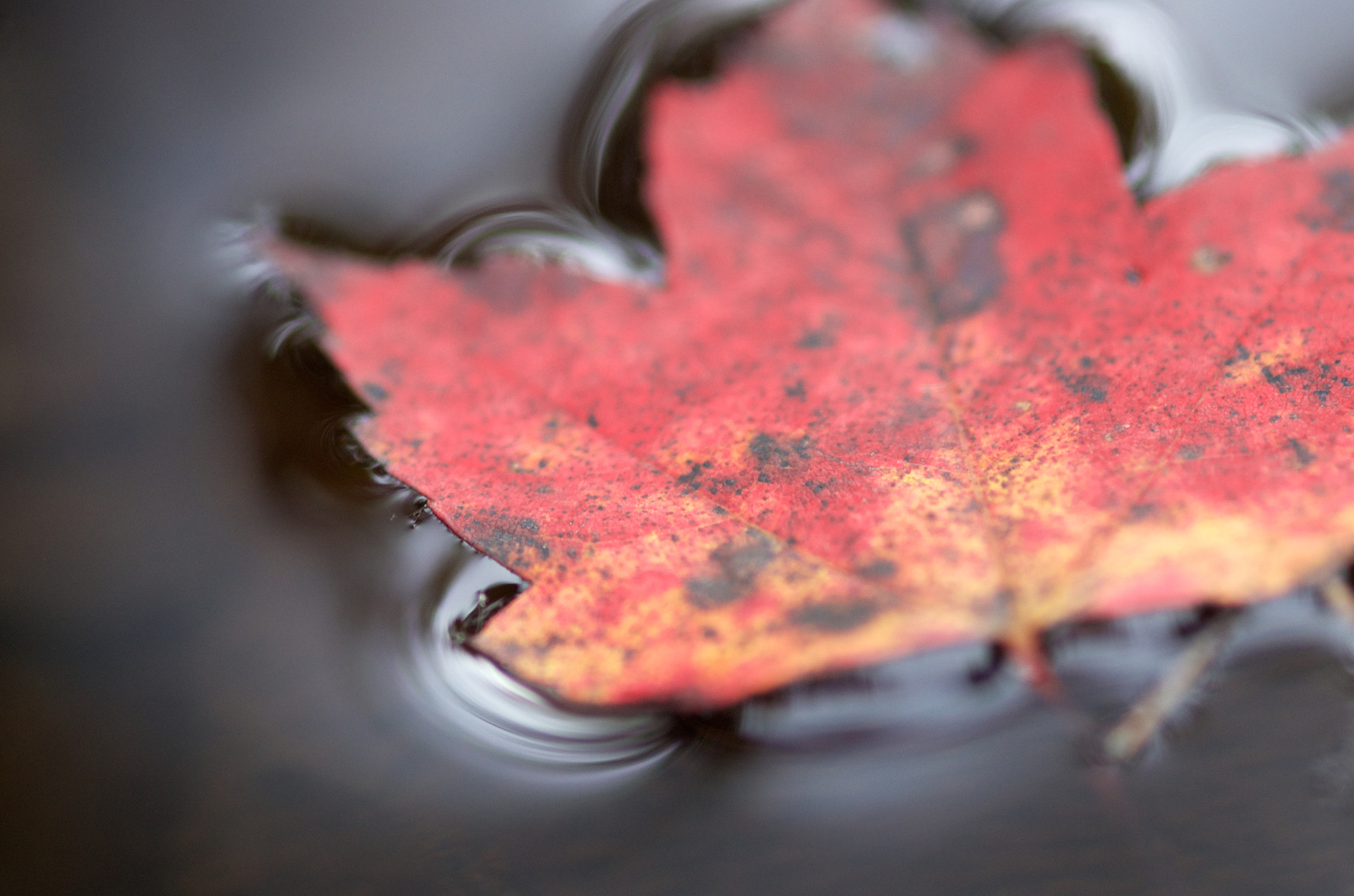 smc PENTAX-FA Macro 100mm F2.8 sample photo. Surface tension (2014) photography