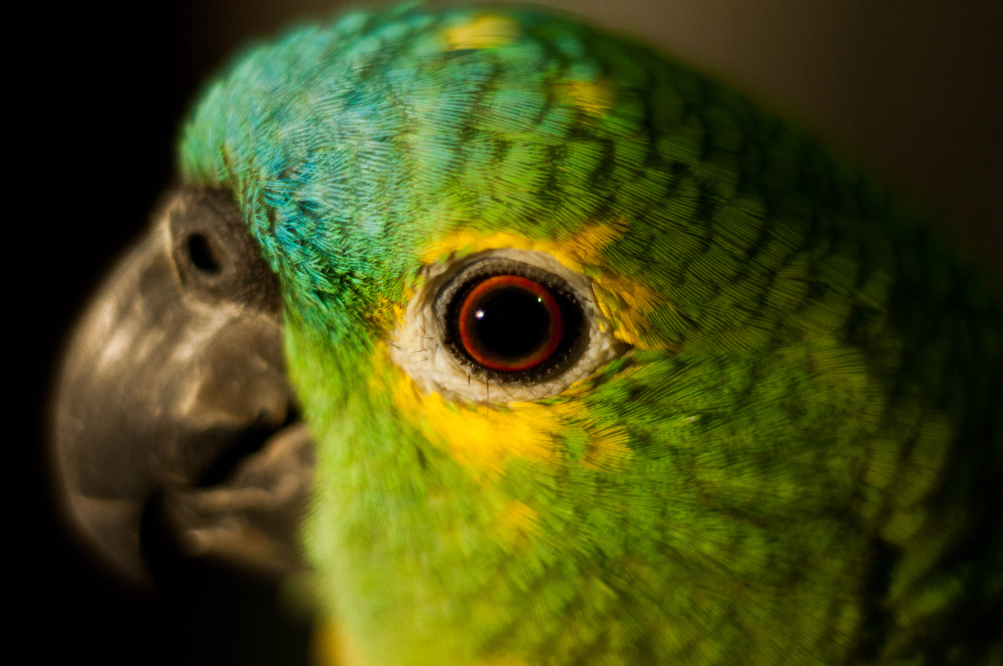Nikon D90 + AF Nikkor 50mm f/1.8 sample photo. Bird photography