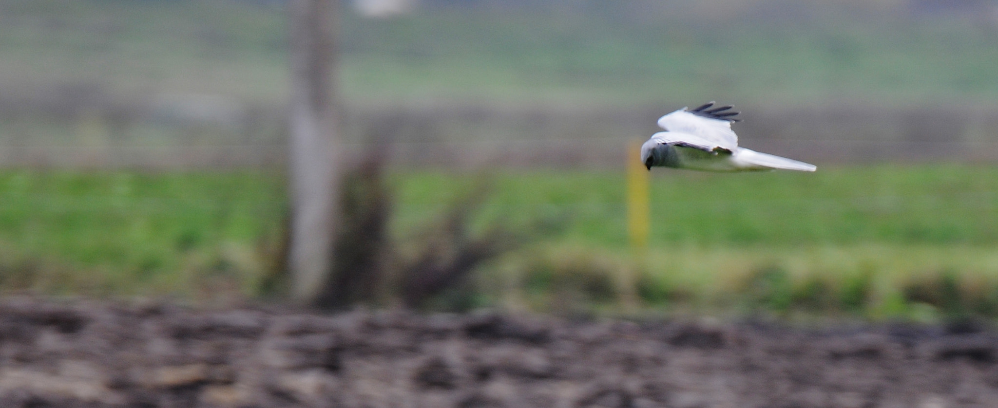 Nikon D300 sample photo. Javinė lingė circus cyaneus hen harrier kornweihe photography