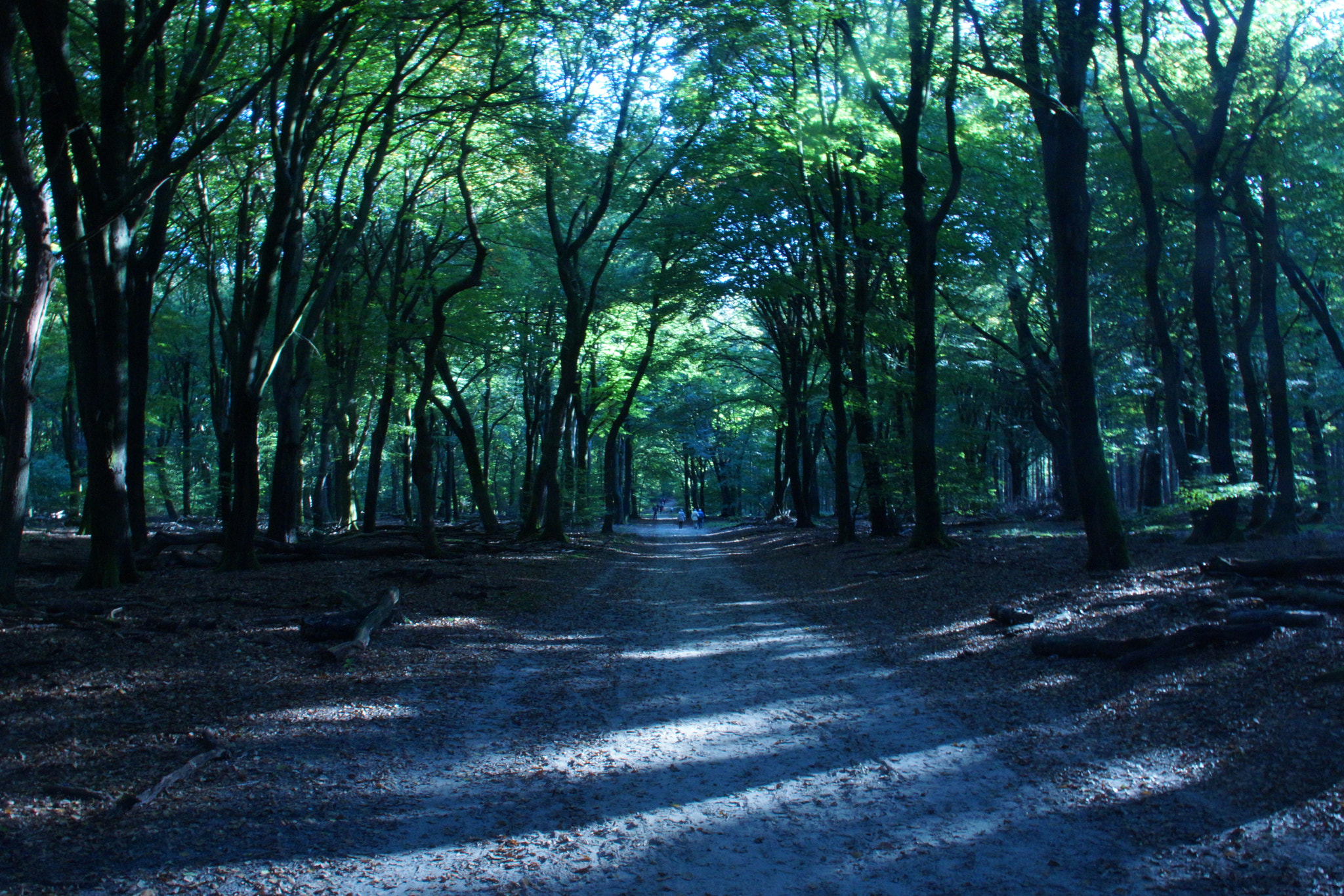 Sony DT 18-200mm F3.5-6.3 sample photo. Dsc photography