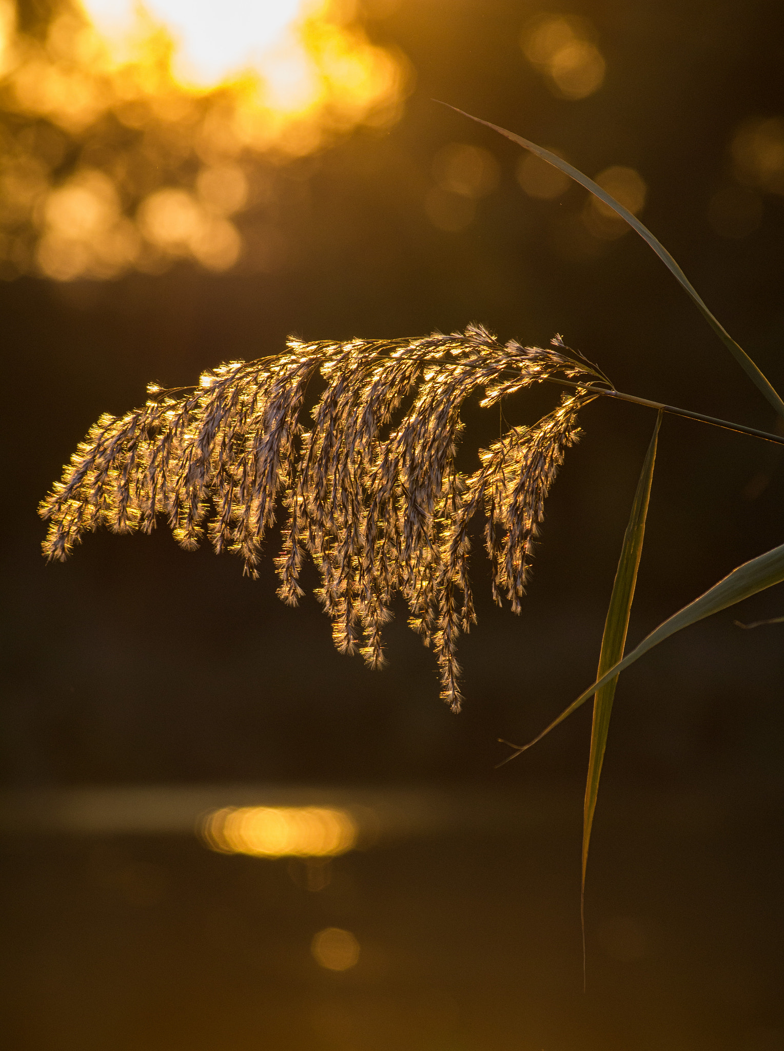 Sigma 55-200mm f/4-5.6 DC sample photo. Golden autumn photography