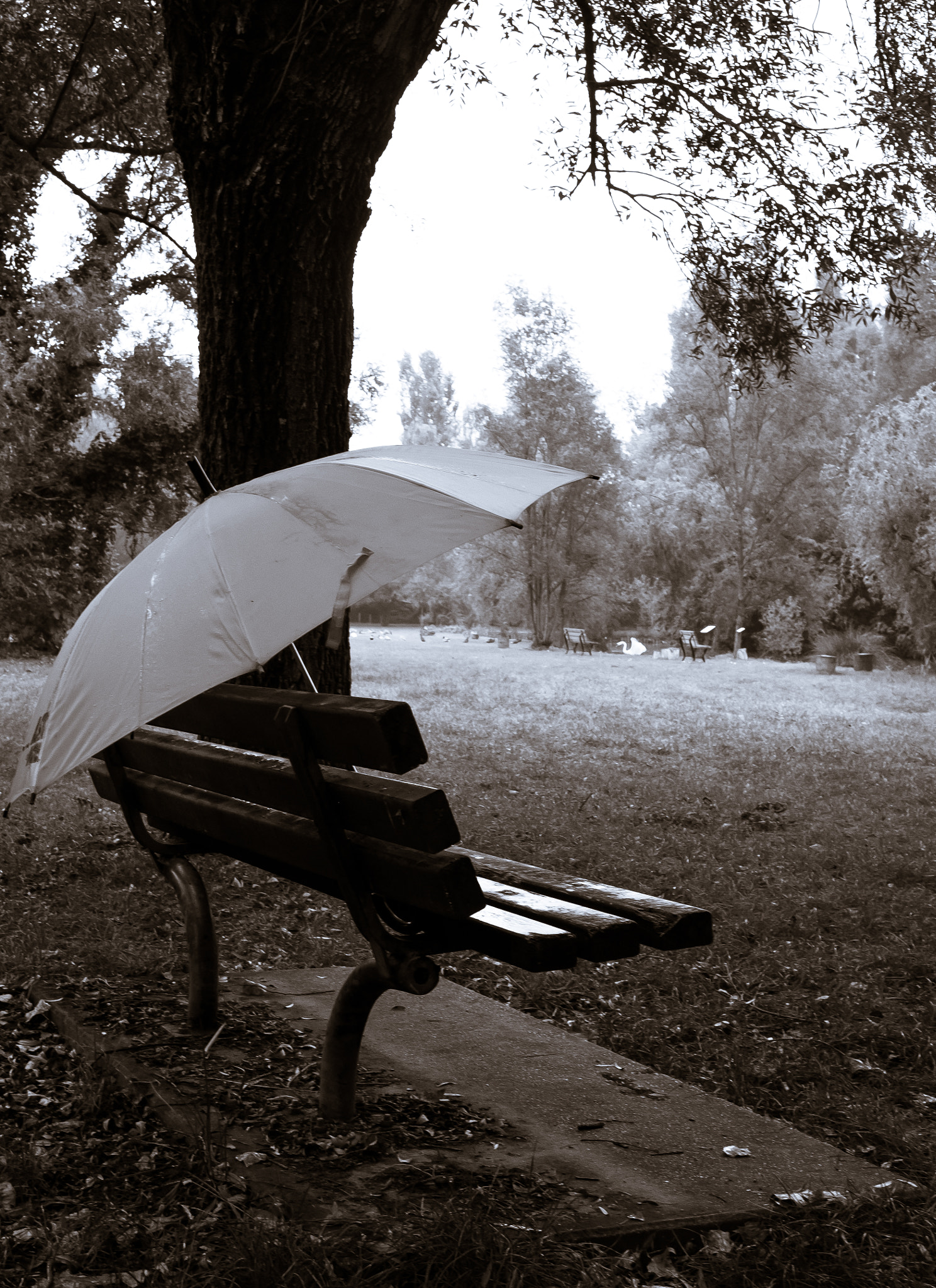 Fujifilm X-Pro1 + Fujifilm XF 27mm F2.8 sample photo. Umbrella on a bench (nature and man) photography