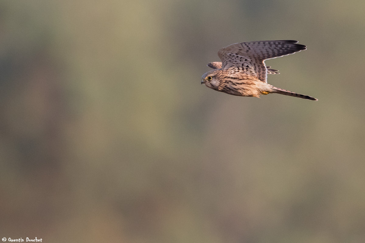Canon EF 600mm F4L IS II USM sample photo. Faucon crécerelle en vol photography