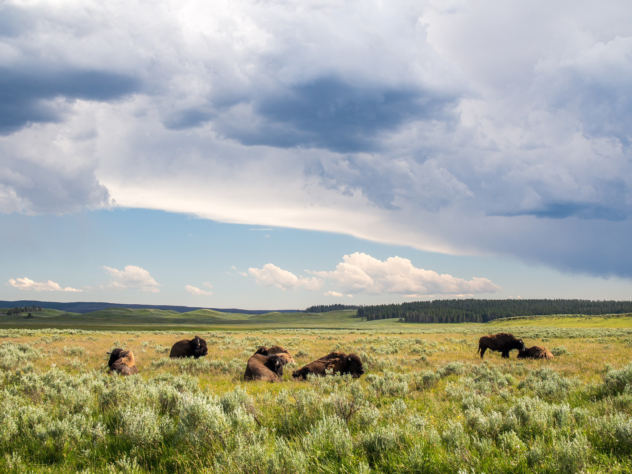 Olympus OM-D E-M5 + Olympus M.Zuiko Digital 25mm F1.8 sample photo. Yellowstone animals photography