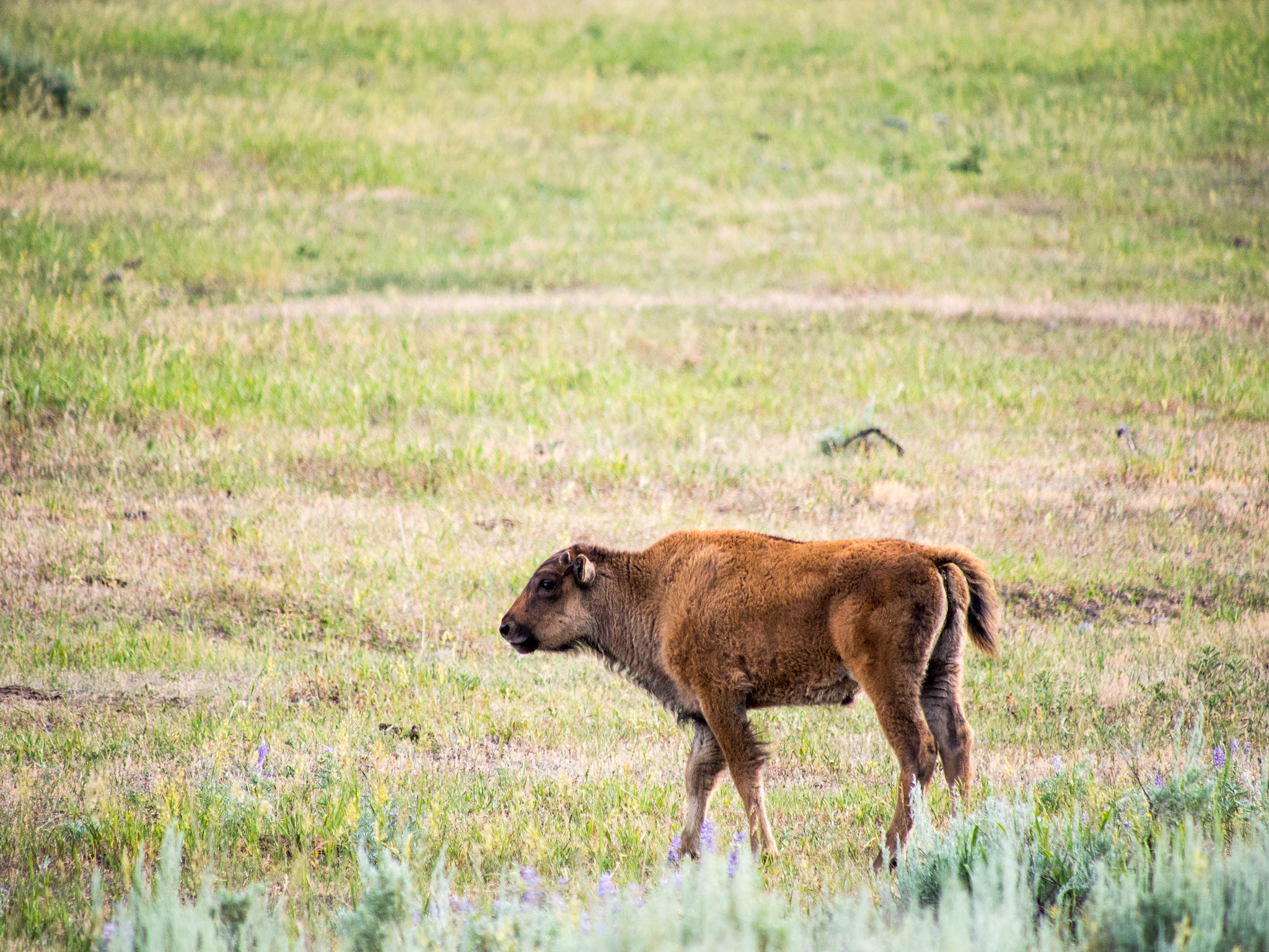 Olympus OM-D E-M5 sample photo. Yellowstone animals photography