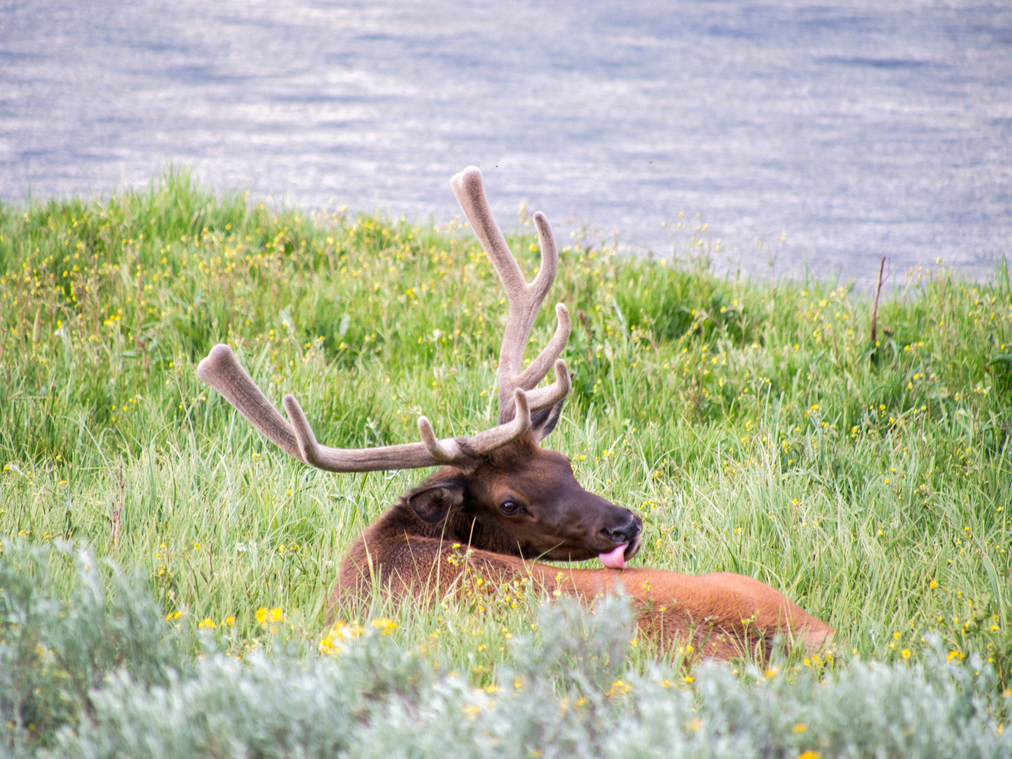 Olympus OM-D E-M5 sample photo. Yellowstone animals photography