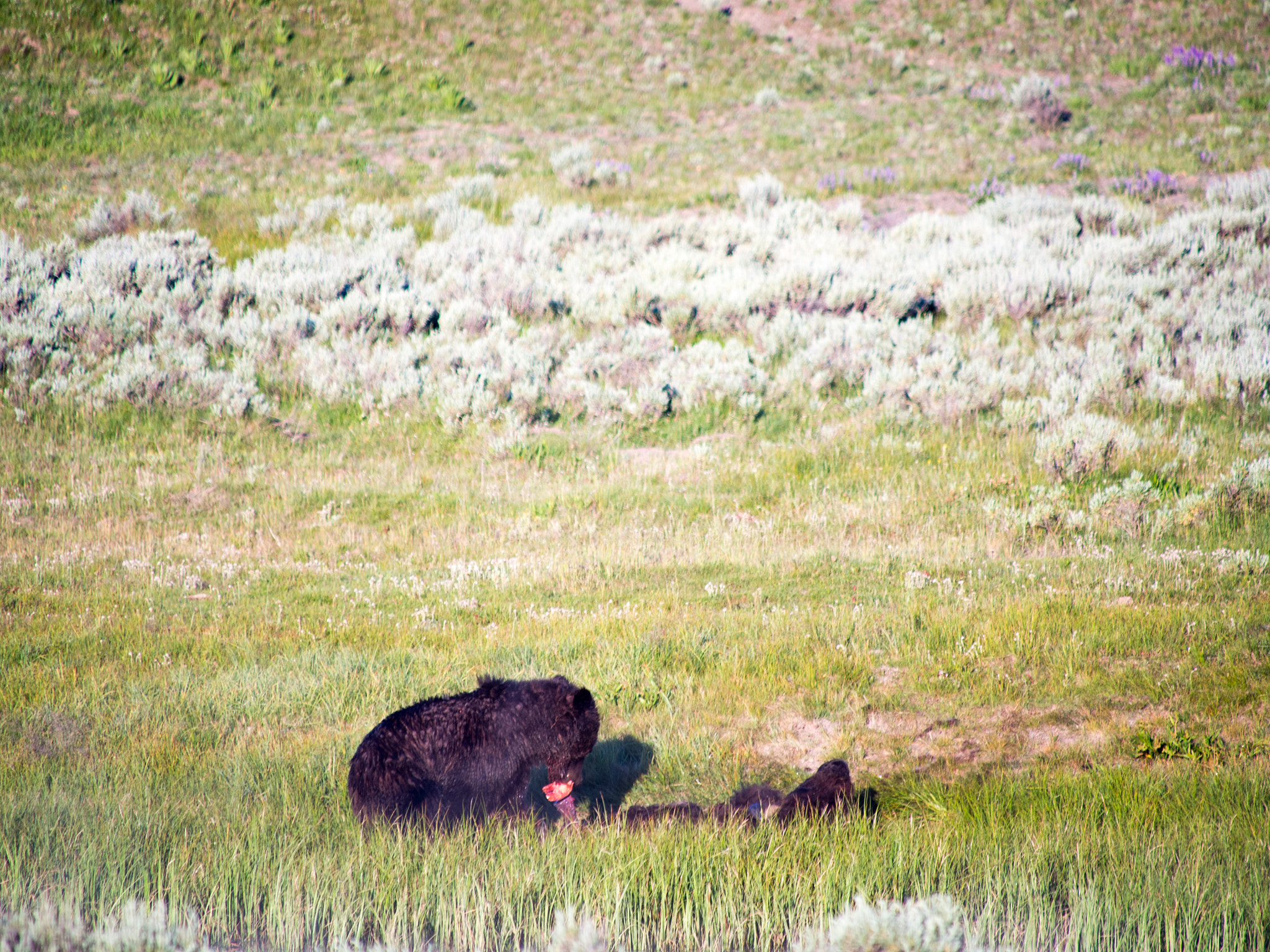 Olympus OM-D E-M5 sample photo. Yellowstone animals photography