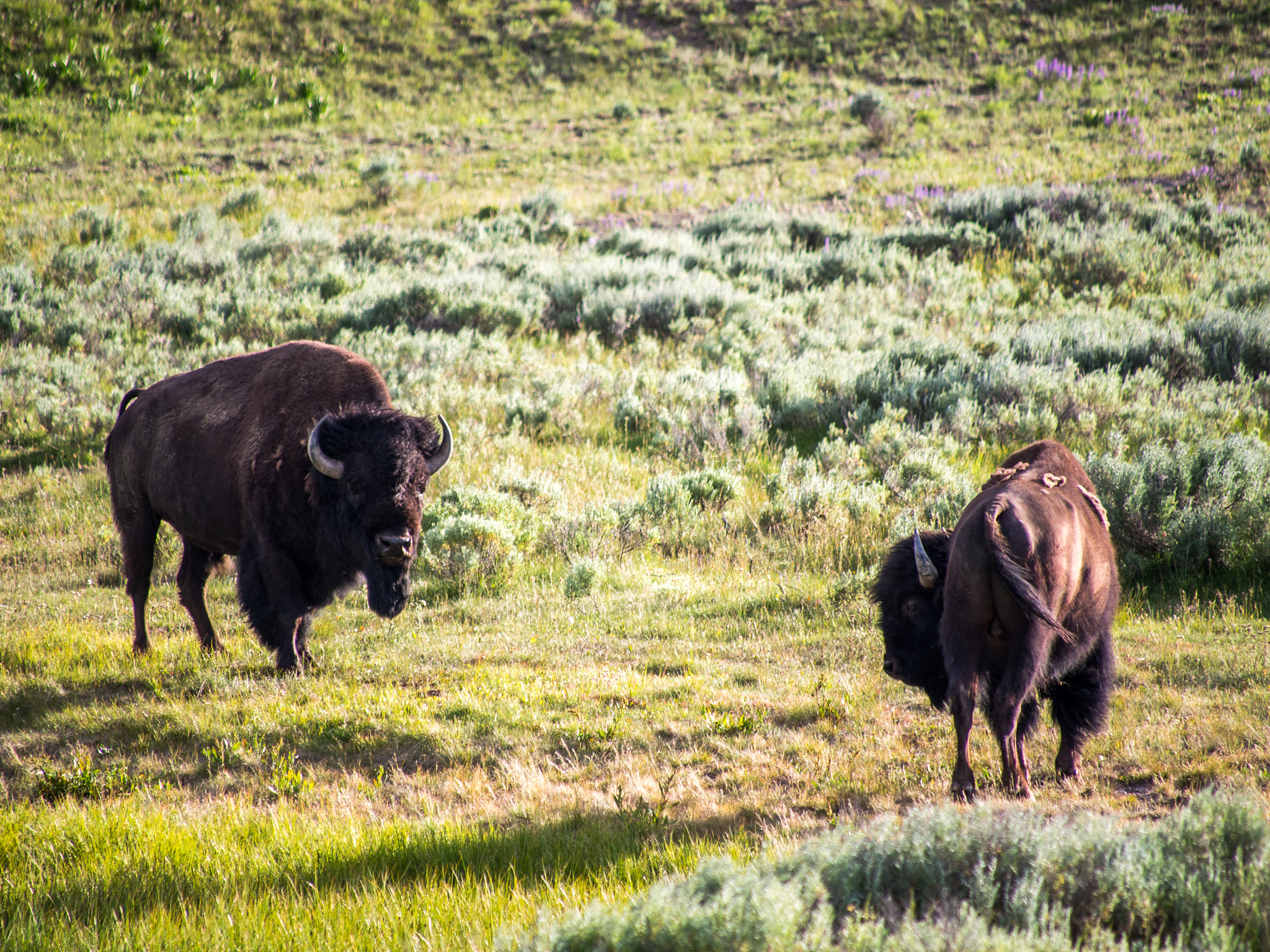 Olympus OM-D E-M5 sample photo. Yellowstone animals photography