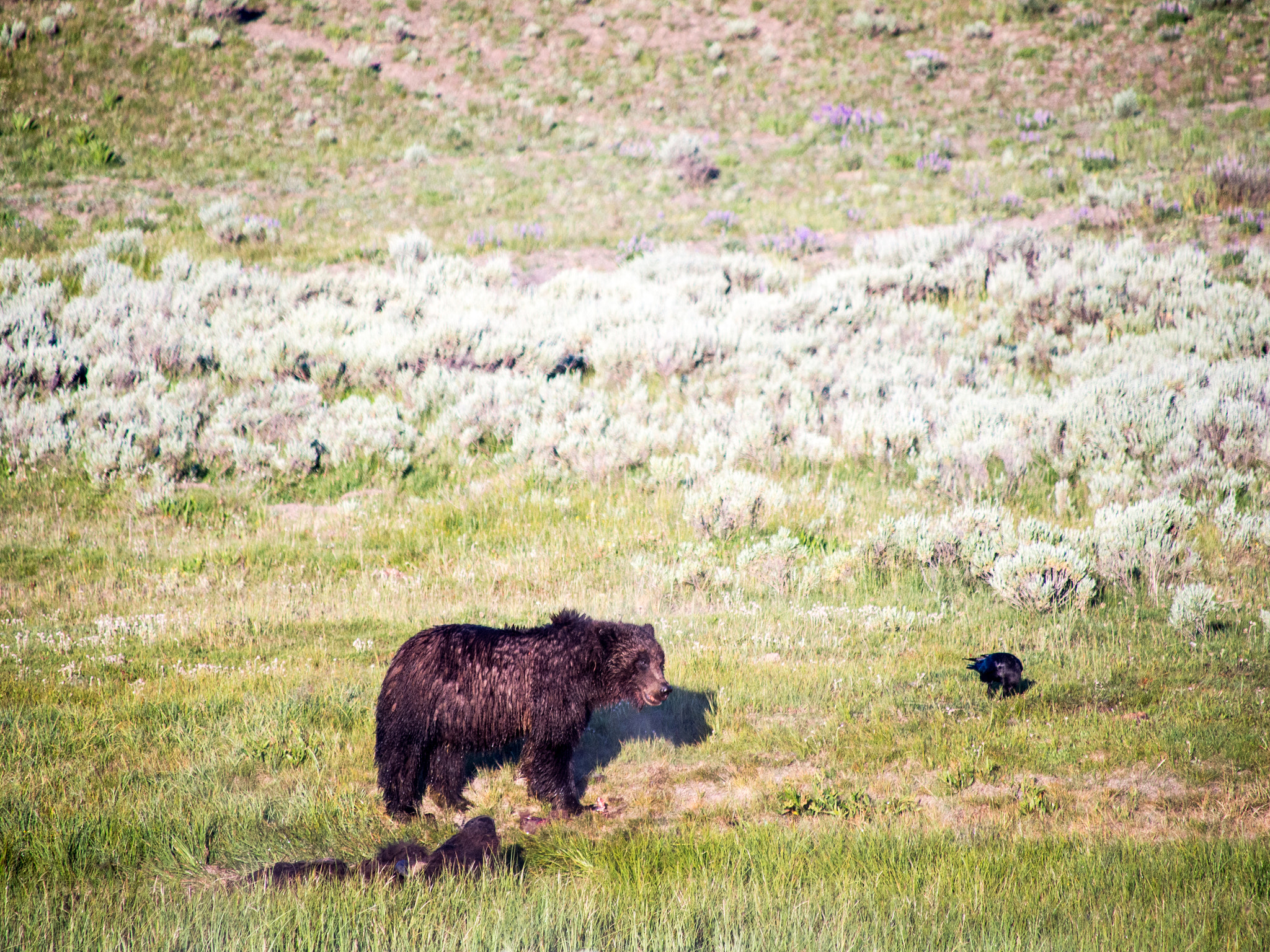 Olympus OM-D E-M5 sample photo. Yellowstone animals photography