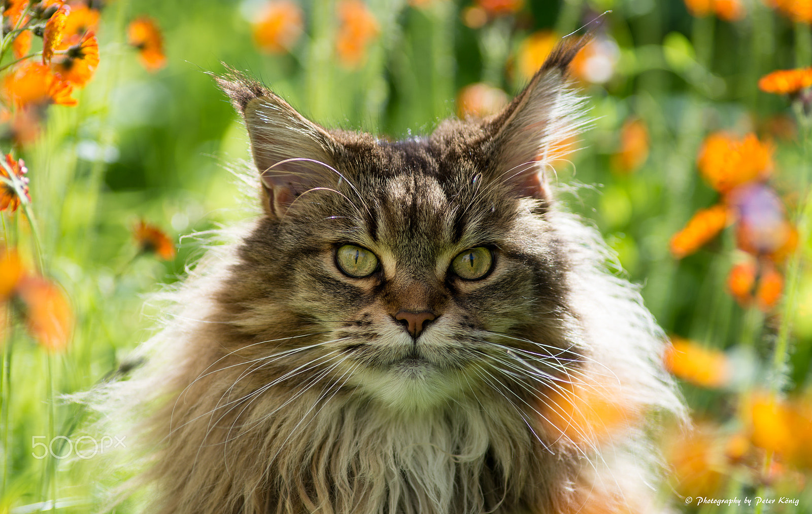 Nikon AF Nikkor 180mm F2.8D ED-IF sample photo. Maine coon in flower garden photography