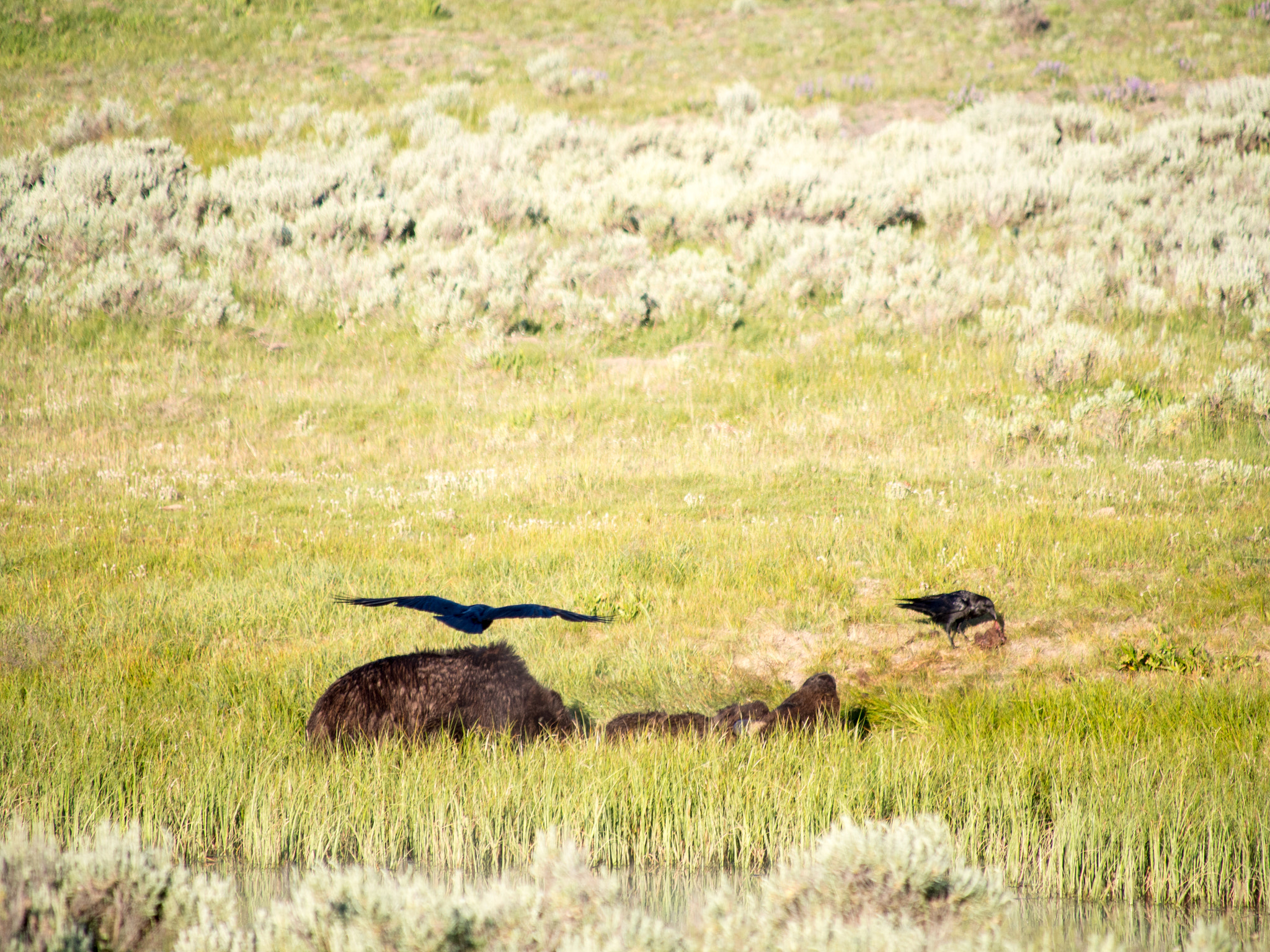 Olympus OM-D E-M5 sample photo. Yellowstone animals photography