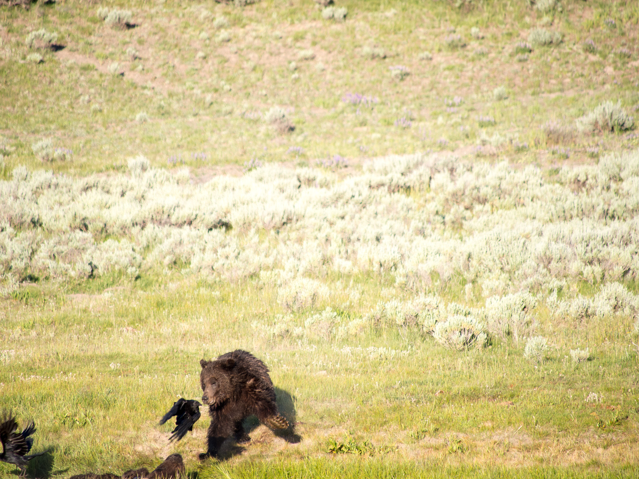 Olympus OM-D E-M5 sample photo. Yellowstone animals photography
