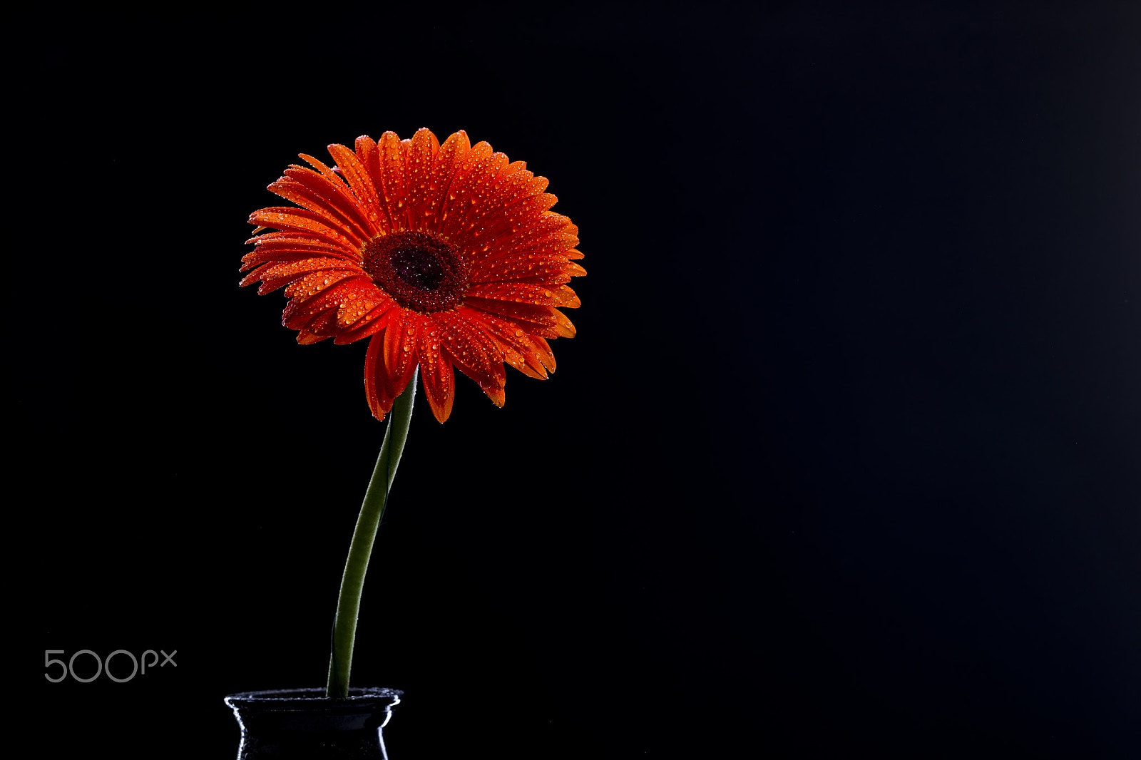 Canon EOS-1D Mark IV sample photo. Orange gerbera on a black background photography