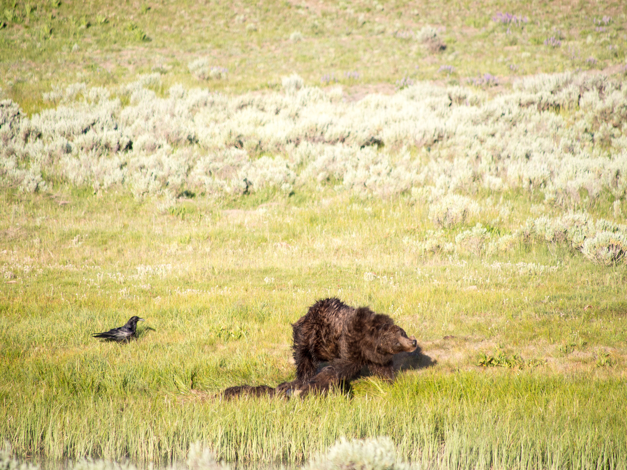 Olympus OM-D E-M5 sample photo. Yellowstone animals photography
