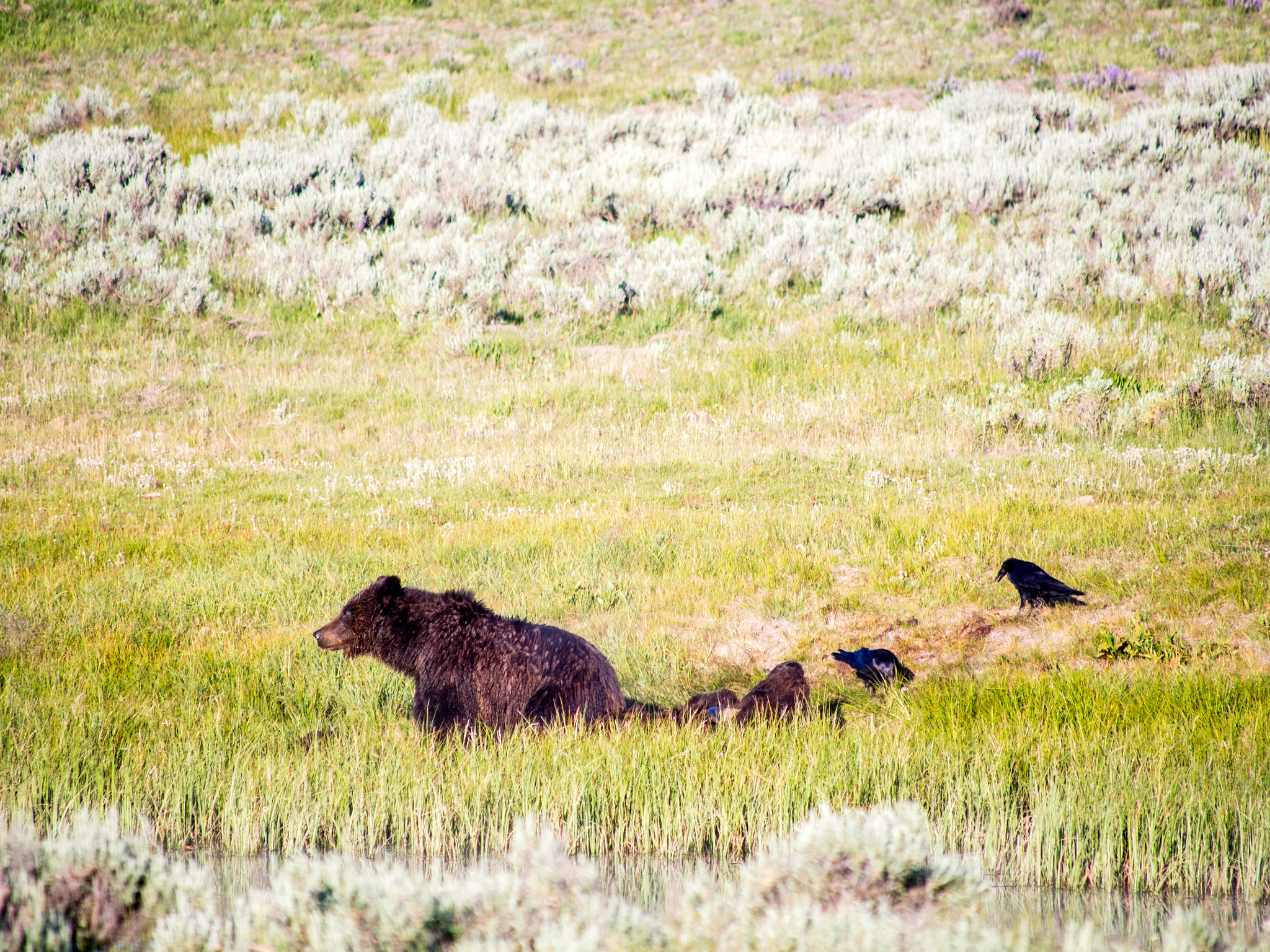 Olympus OM-D E-M5 sample photo. Yellowstone animals photography